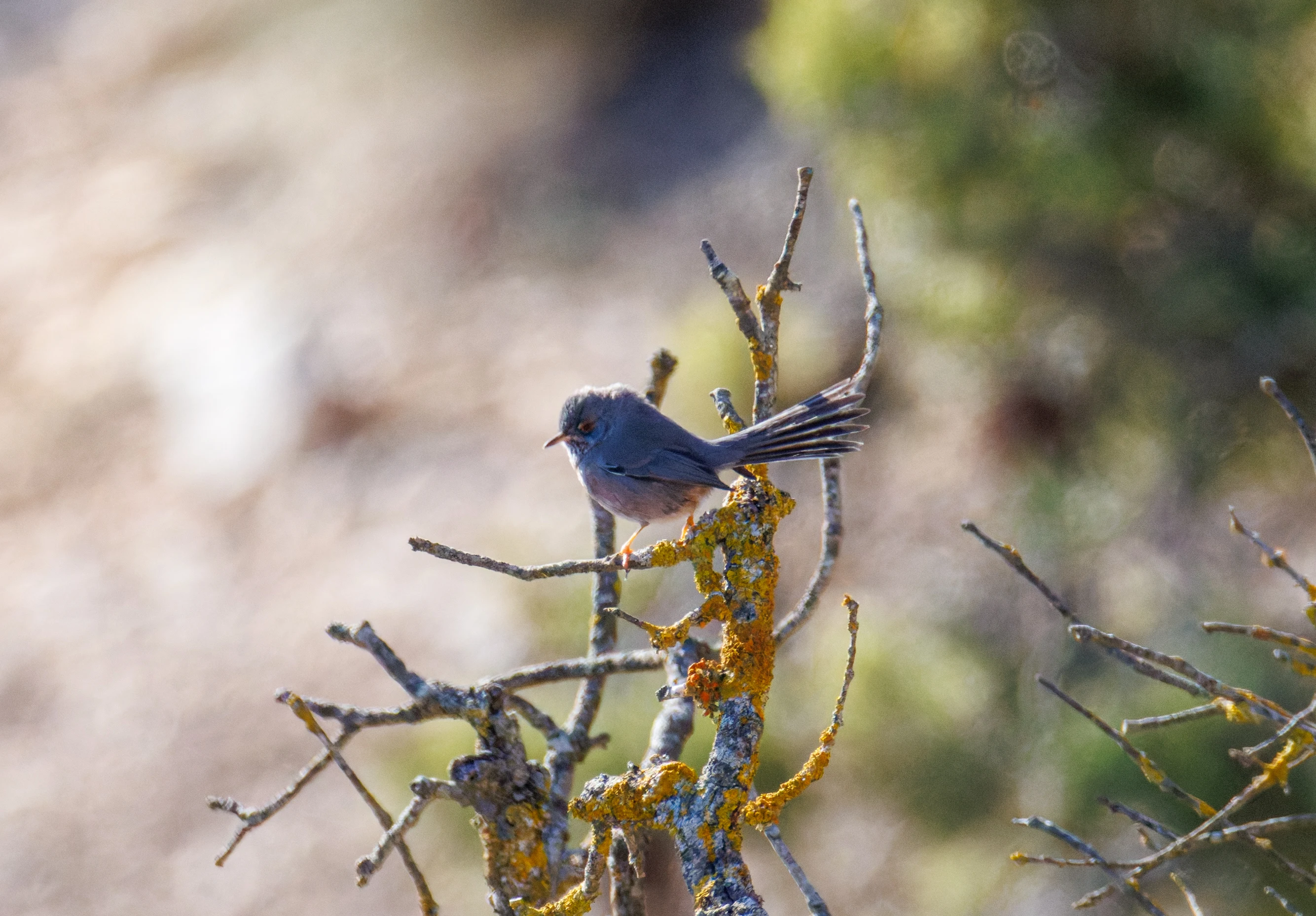 Dartford Warbler, Maigmo, Alicante, Spain — photo by Orlando Prugel-Bennett