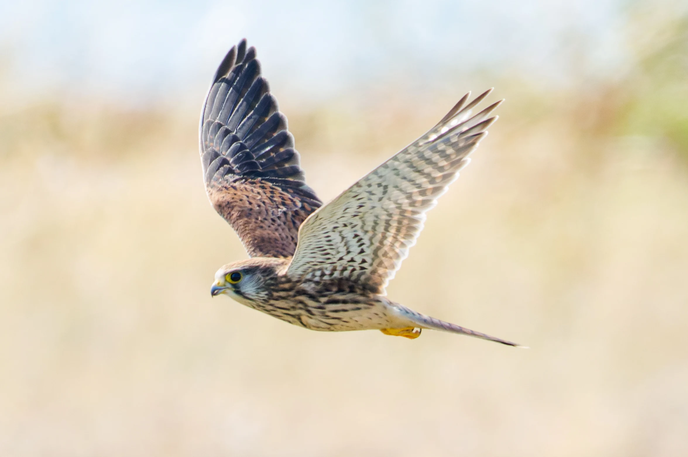Kestrel, Hamble, Hampshire, UK — photo by Orlando Prugel-Bennett