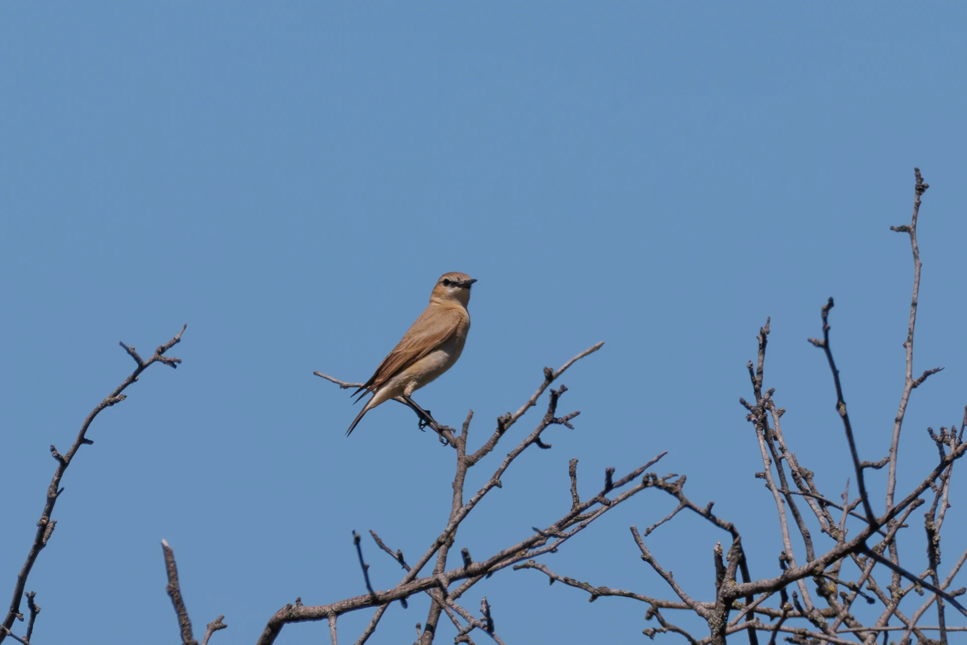 Isabelline Wheatear, Romanian Steppe, Romania — photo by Orlando Prugel-Bennett