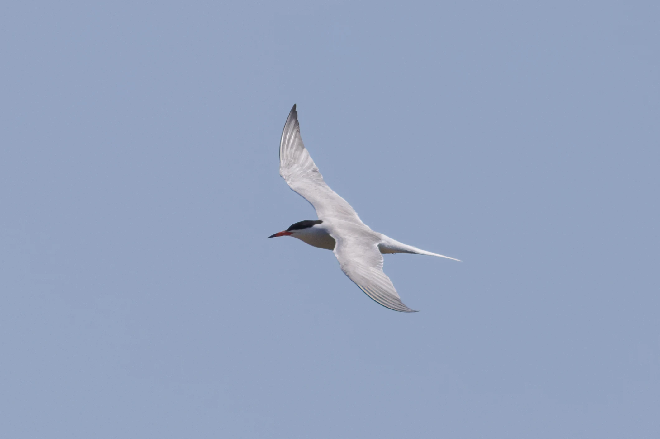 Caspian tern, Danube Delta, Romania — photo by Orlando Prugel-Bennett