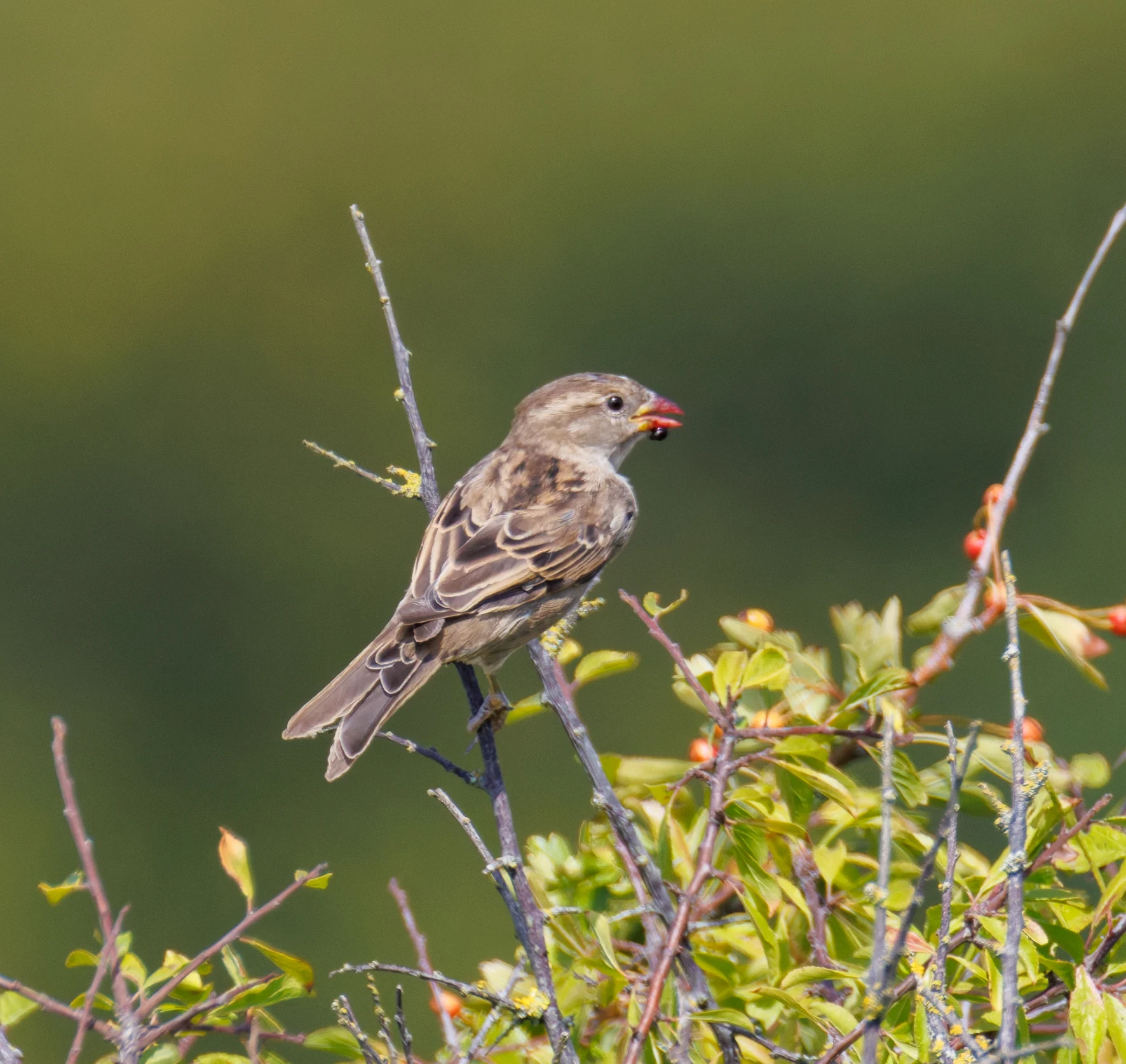 Female House Sparrow, Hamble, Hampshire, UK — photo by Orlando Prugel-Bennett