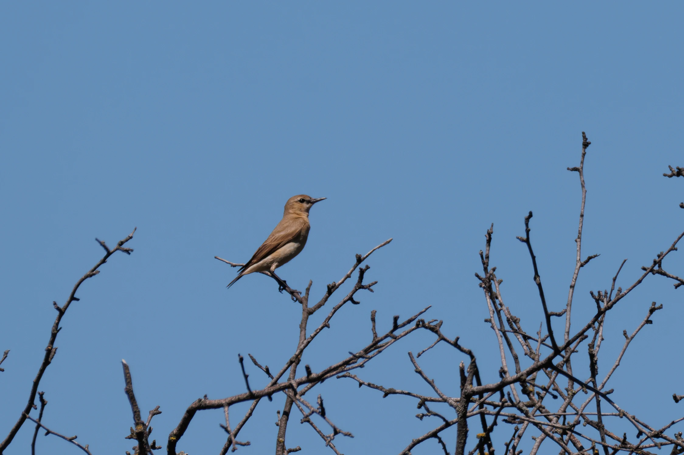 Isabelline Wheatear, Romanian Steppe, Romania — photo by Orlando Prugel-Bennett