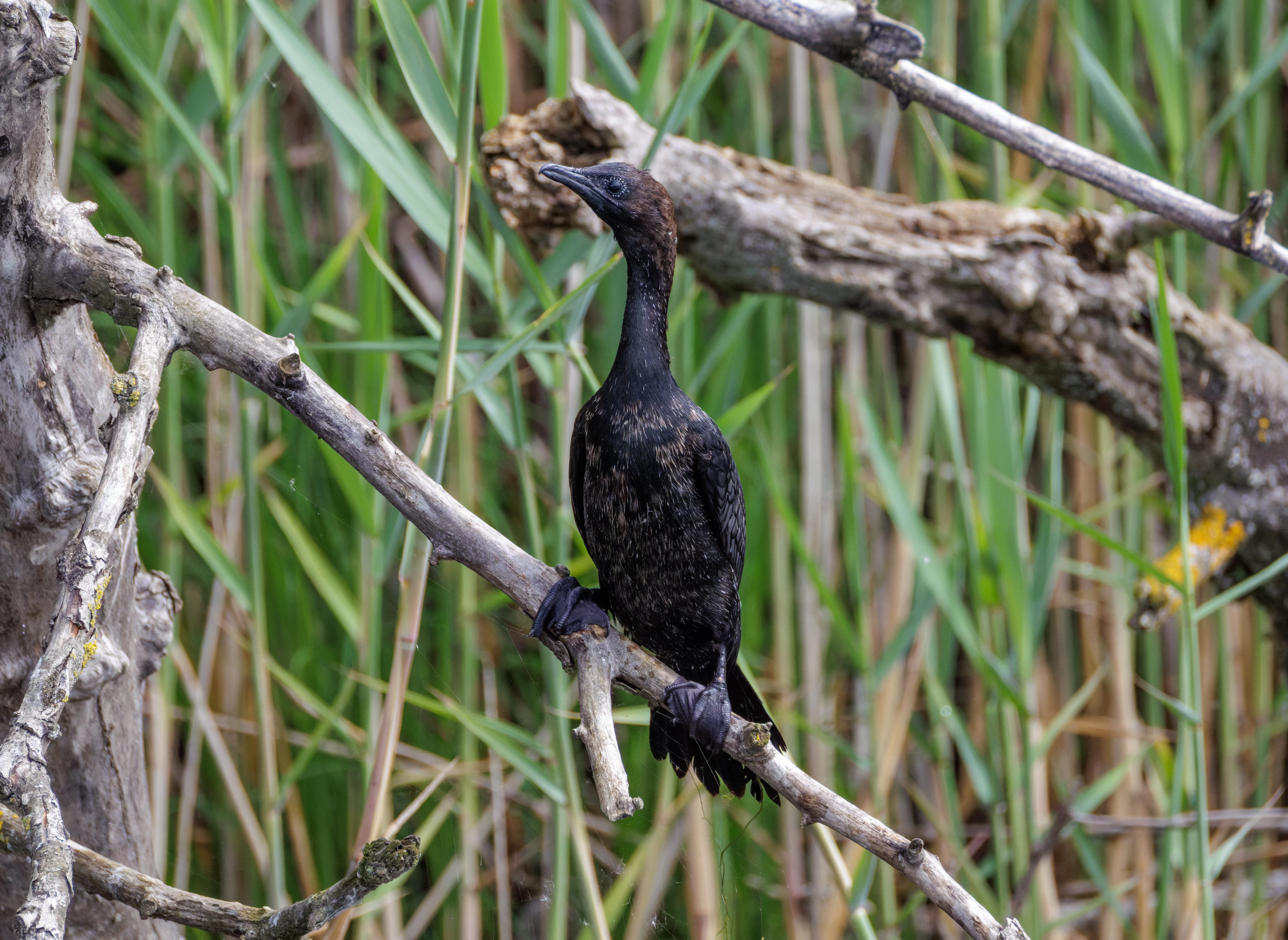 Pygmy Cormorant, Danube Delta, Romania — photo by Orlando Prugel-Bennett