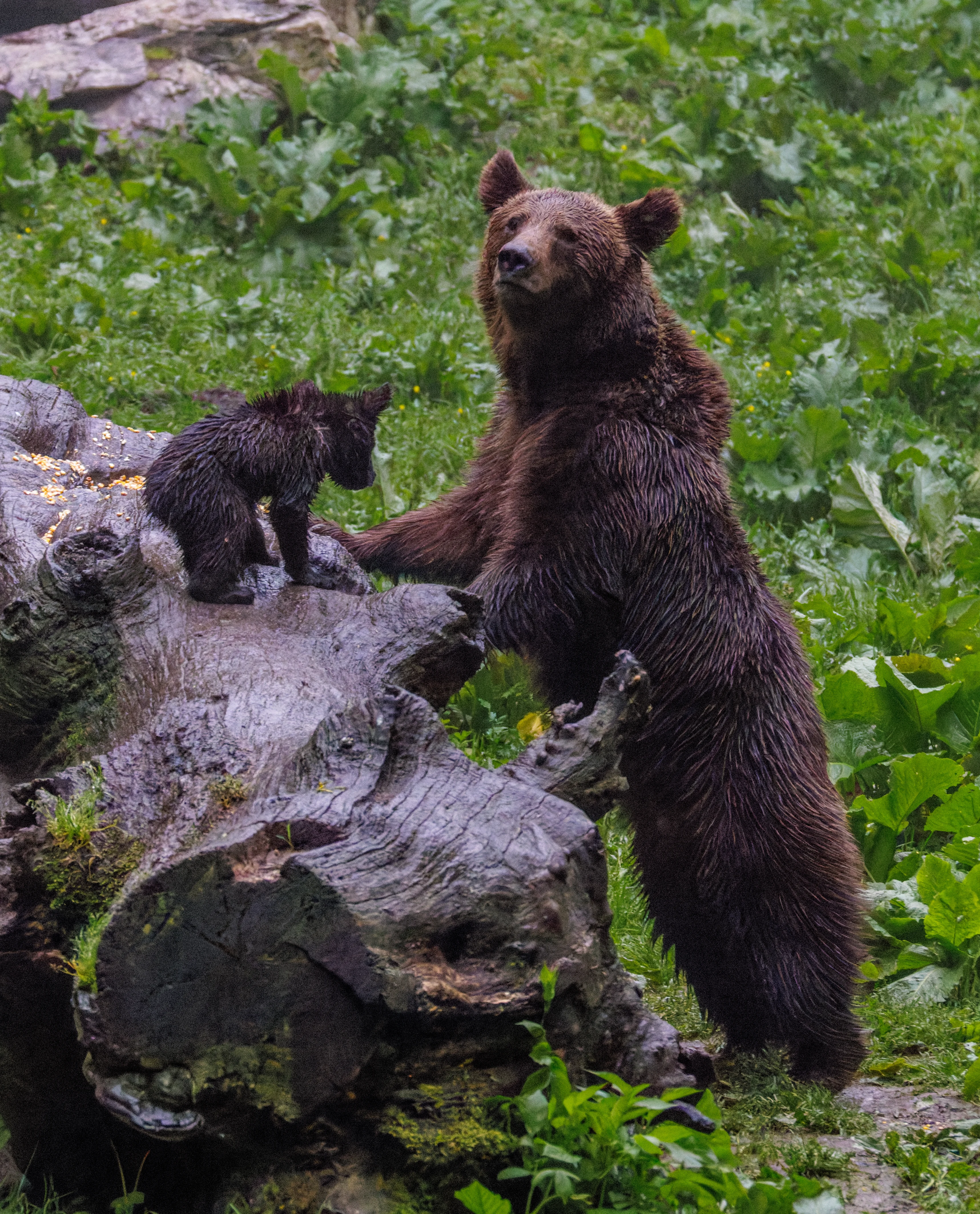 Brown Bear and Cub, Transylvania, Romania — photo by Orlando Prugel-Bennett