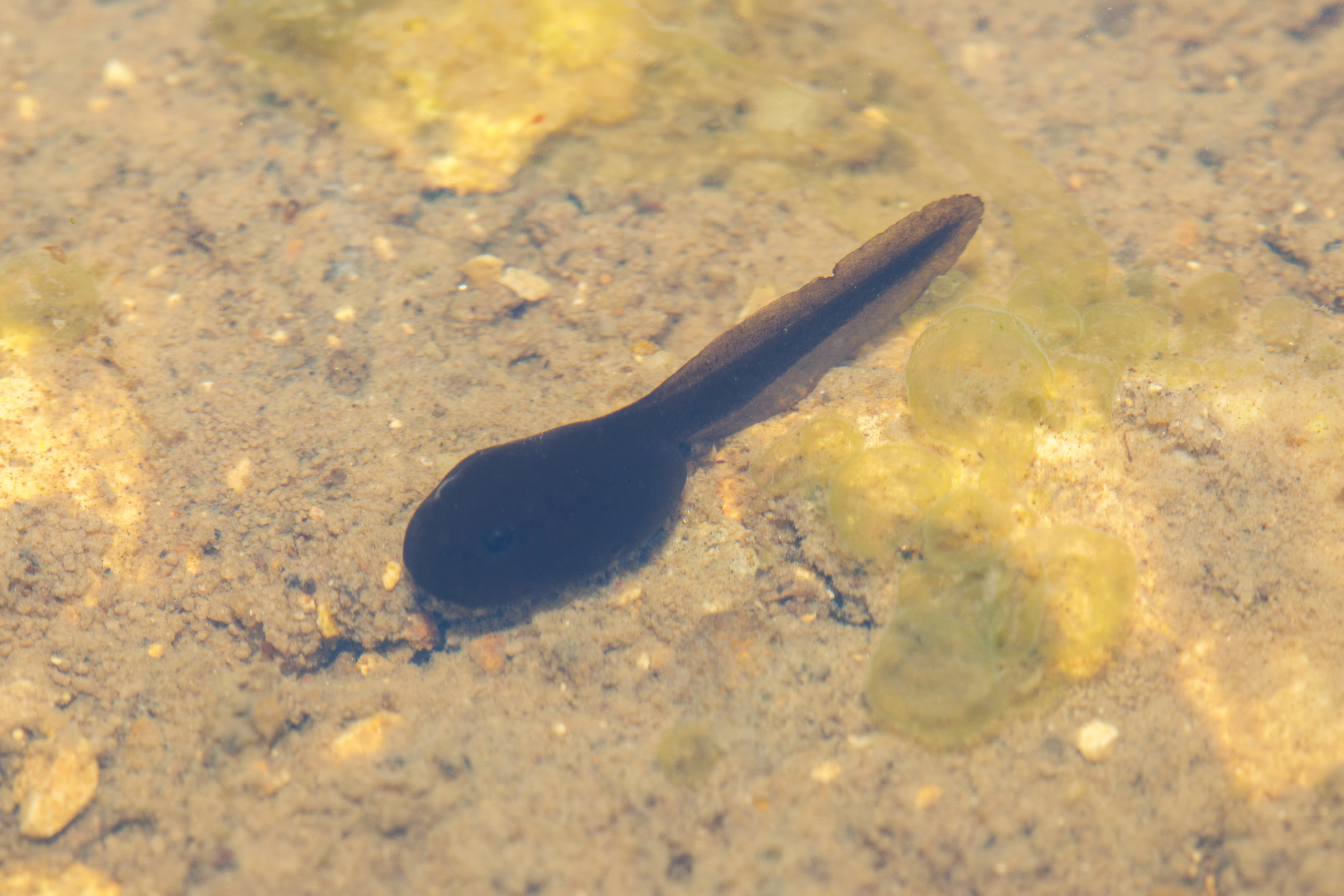 Common Frog tadpole, Fritham, Hampshire, UK — photo by Orlando Prugel-Bennett