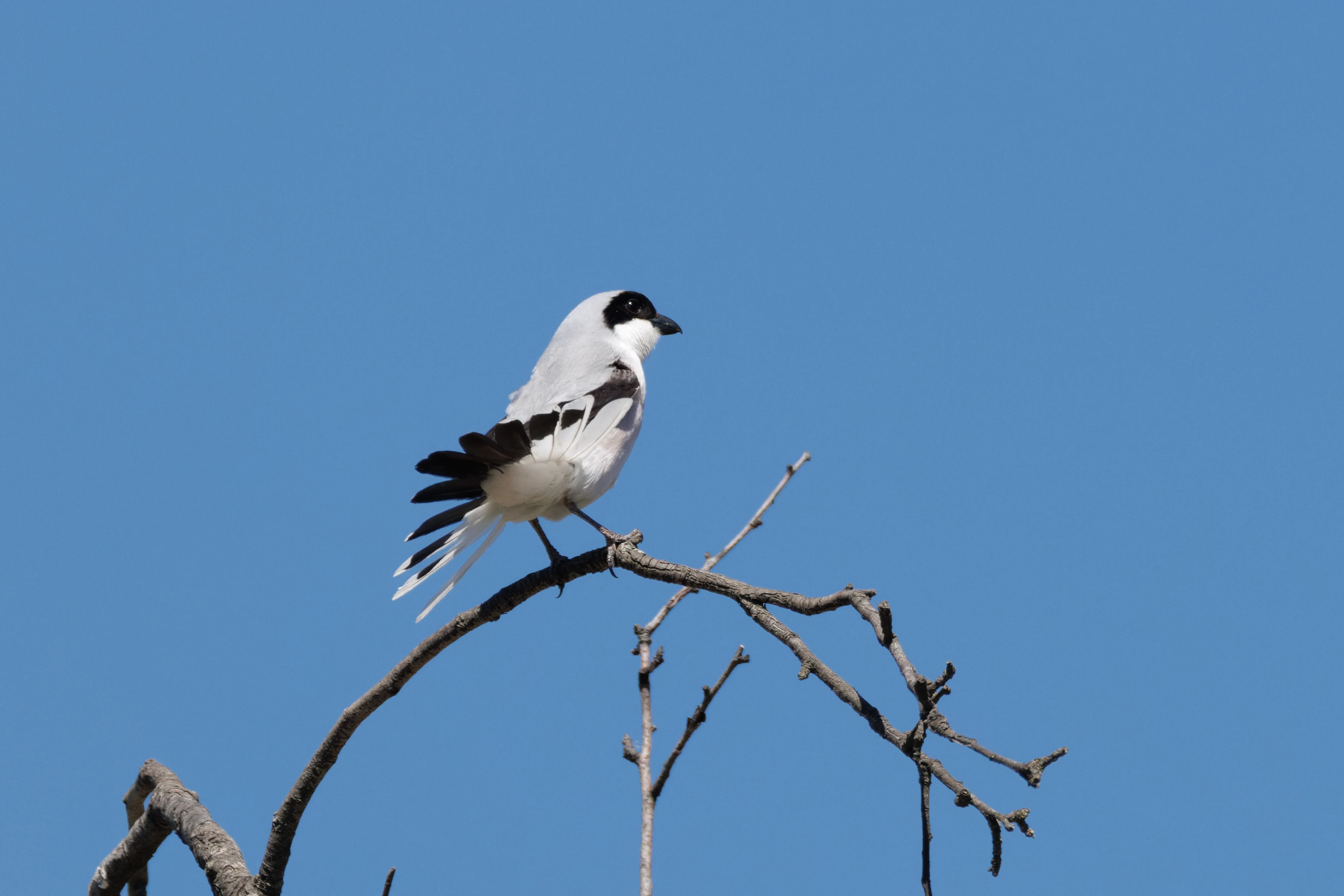 Lesser Grey Shrike, Romanian Steppe, Romania — photo by Orlando Prugel-Bennett