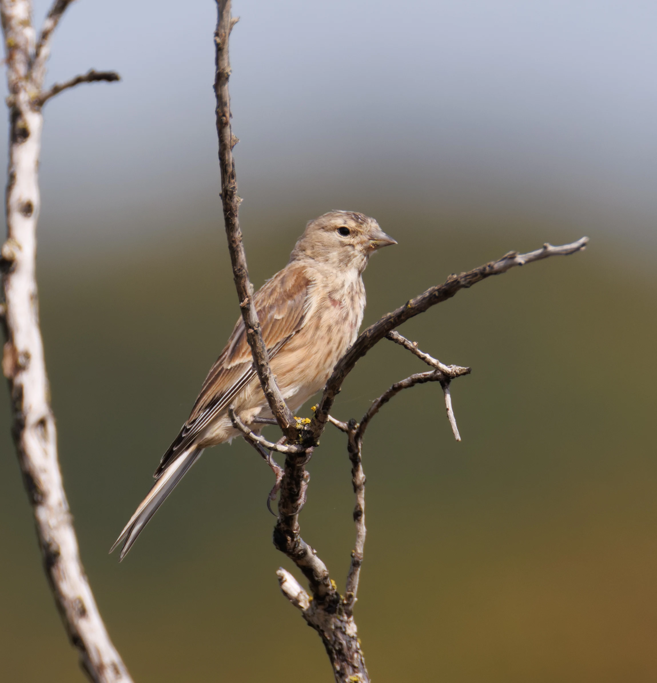 Linnet, Hamble, Hampshire, UK — photo by Orlando Prugel-Bennett