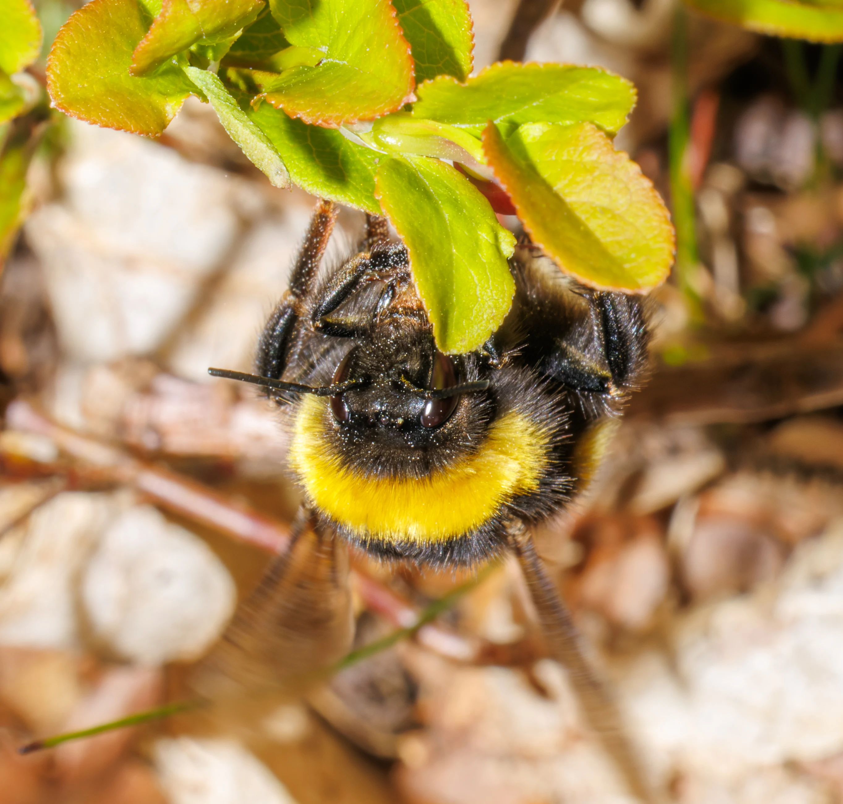 Buff-tailed Bumblebee, Fritham, Hampshire, UK — photo by Orlando Prugel-Bennett