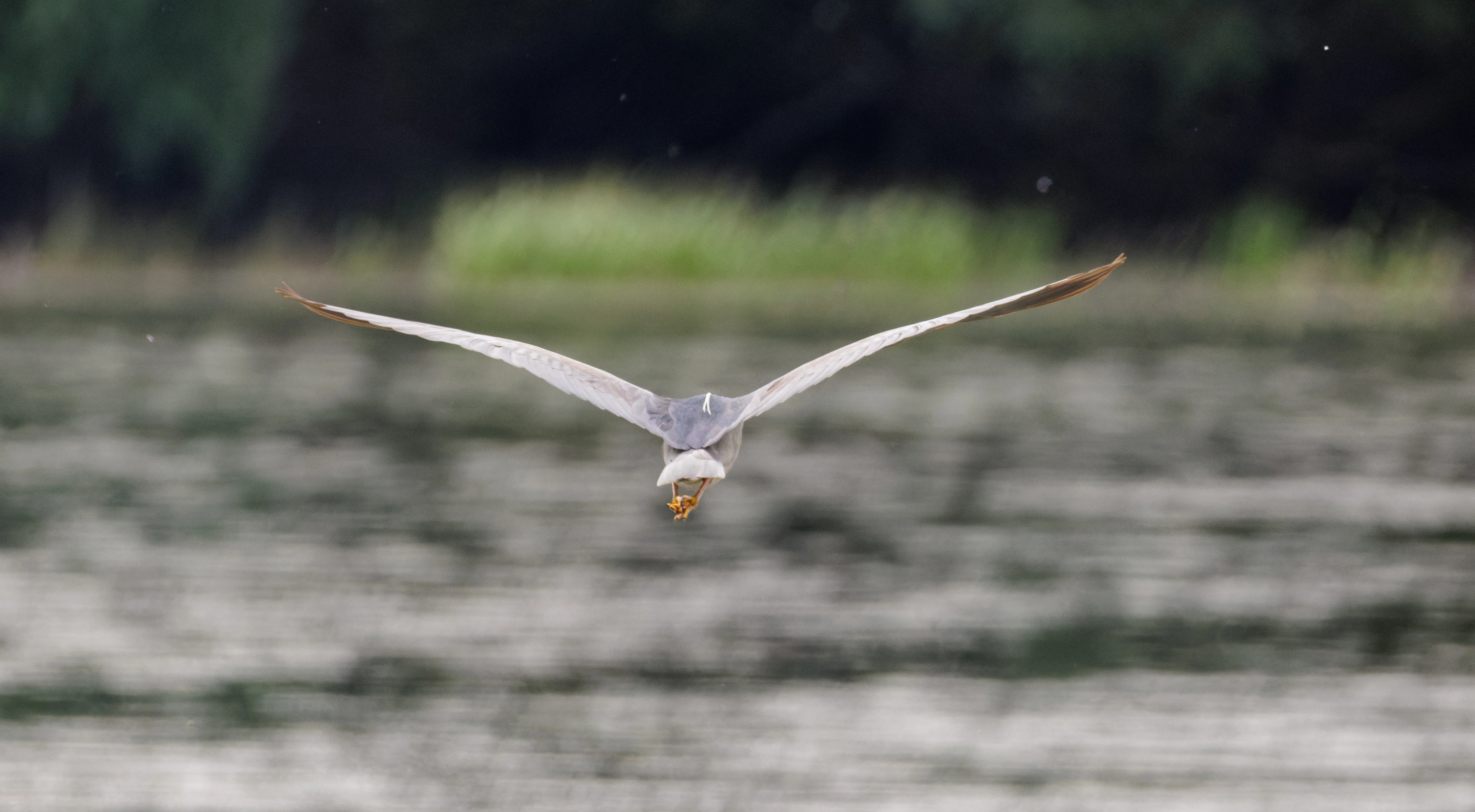 Black-crowned Night Heron in flight, Danube Delta, Romania — photo by Orlando Prugel-Bennett