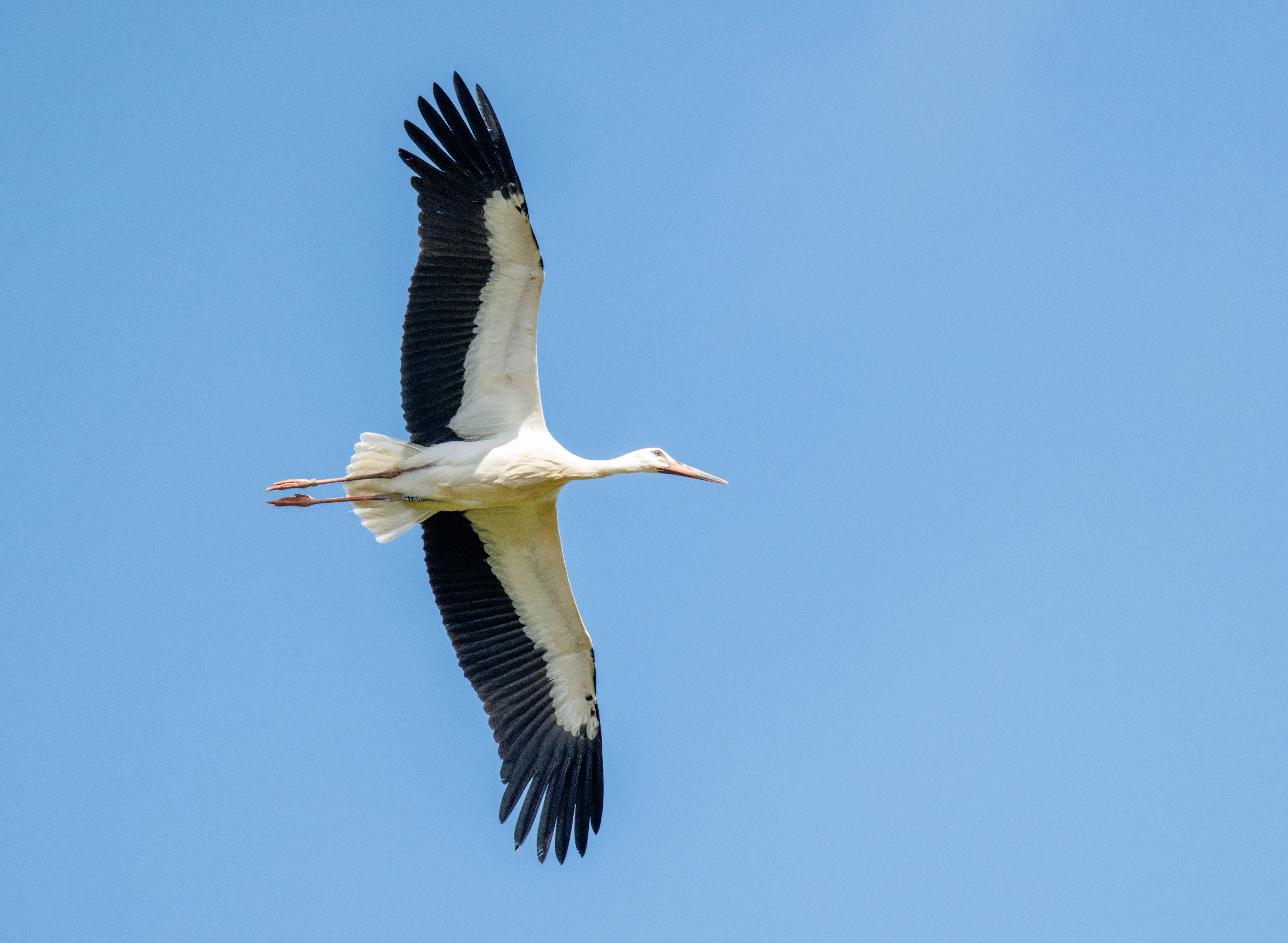 White Stork, Knepp, Horsham, West Sussex, UK — photo by Orlando Prugel-Bennett