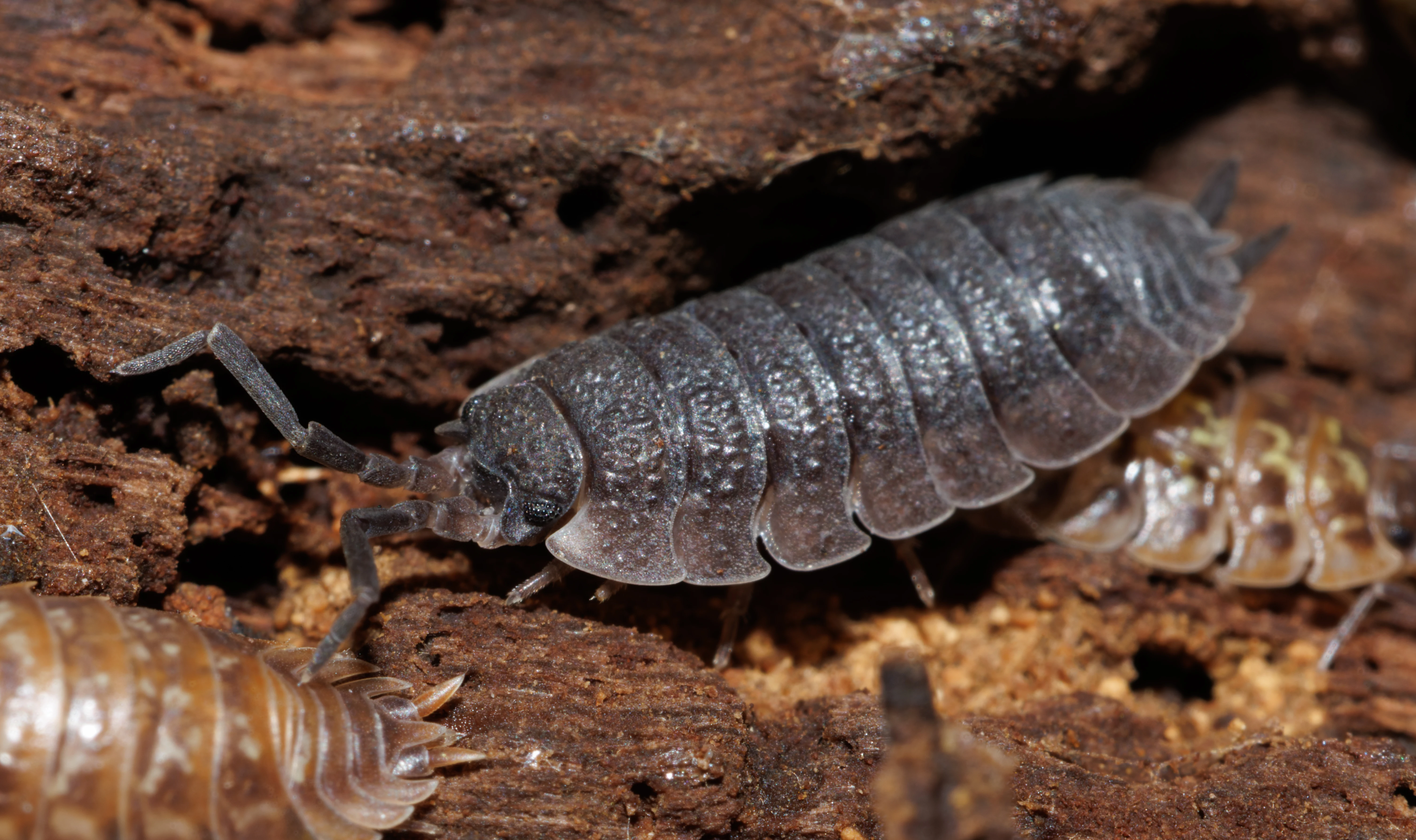 Common Rough Woodlouse, Fritham, Hampshire, UK — photo by Orlando Prugel-Bennett