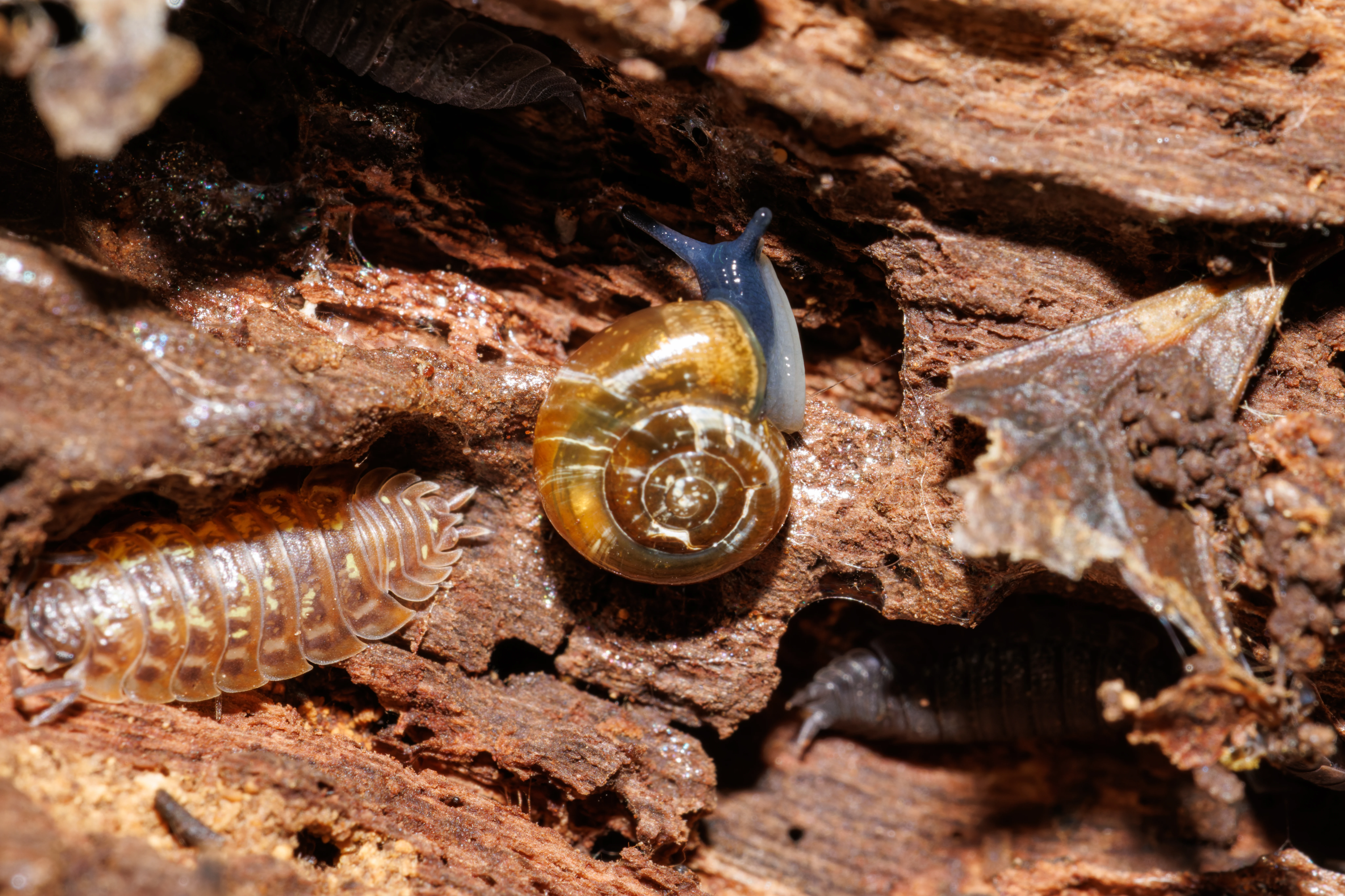 Snail and Woodlice on Decaying Wood, Fritham, Hampshire, UK — photo by Orlando Prugel-Bennett