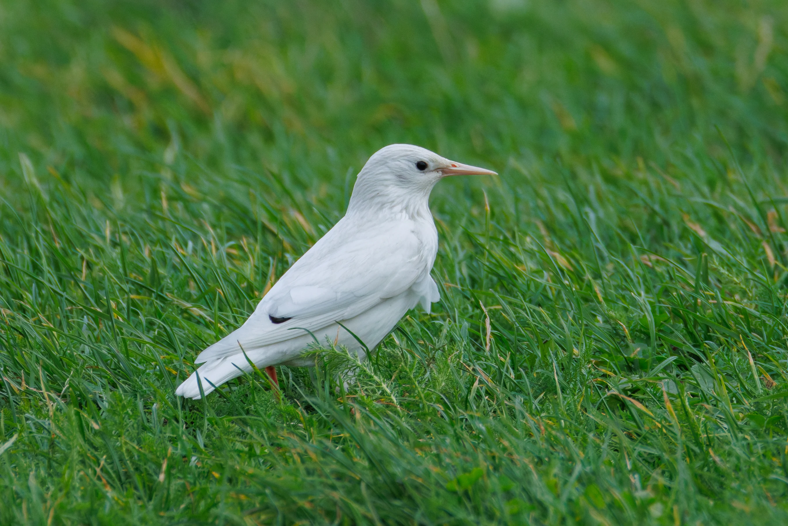 Leucistic Starling, Calshot, Hampshire, UK — photo by Orlando Prugel-Bennett