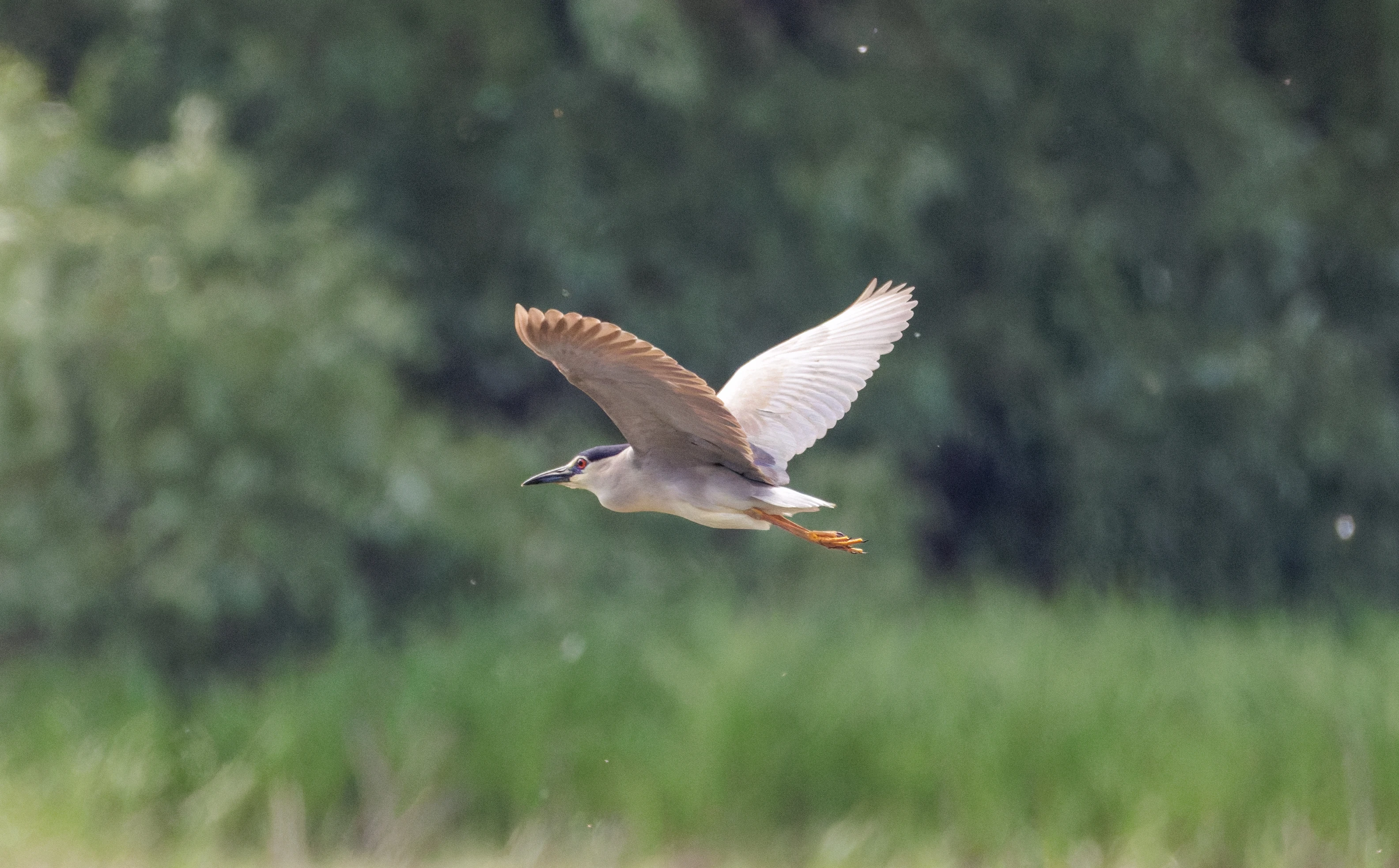 Black-crowned Night Heron in flight, Danube Delta, Romania — photo by Orlando Prugel-Bennett