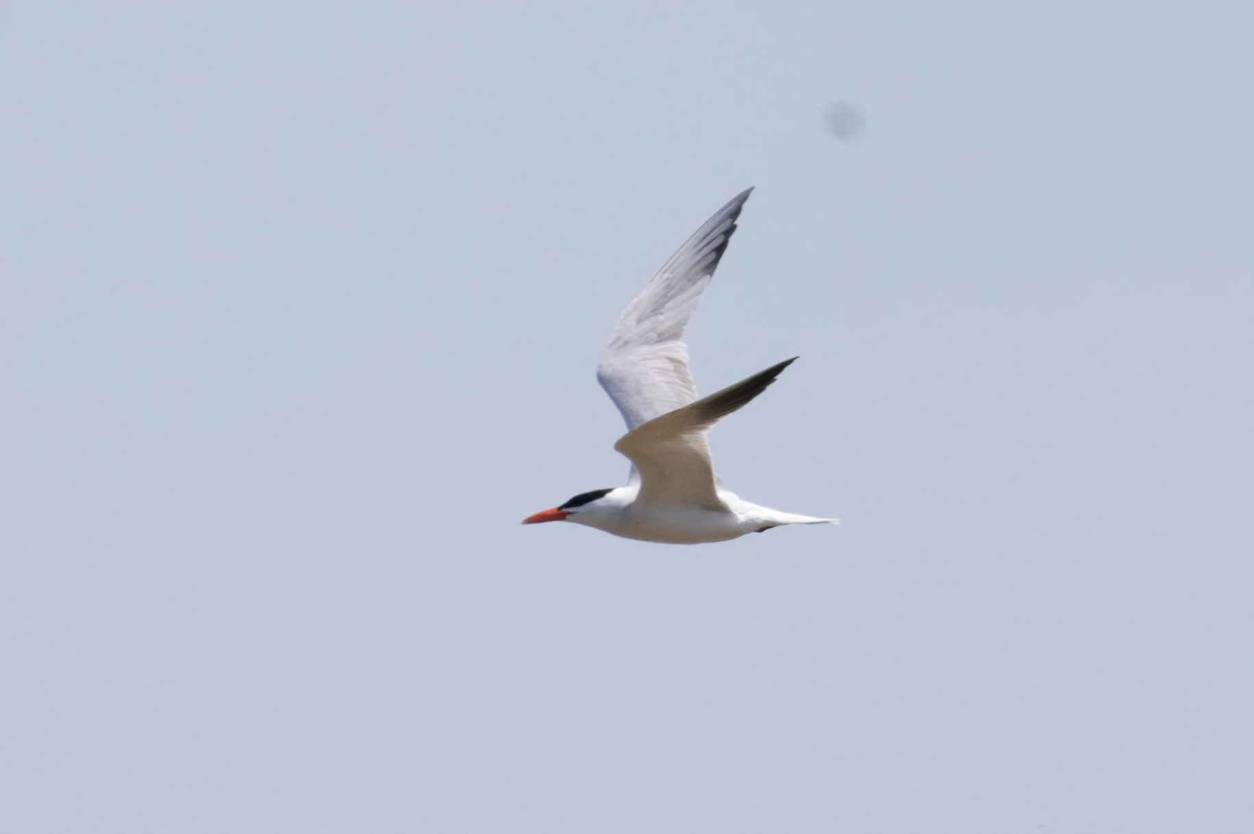 Caspian tern, Danube Delta, Romania — photo by Orlando Prugel-Bennett
