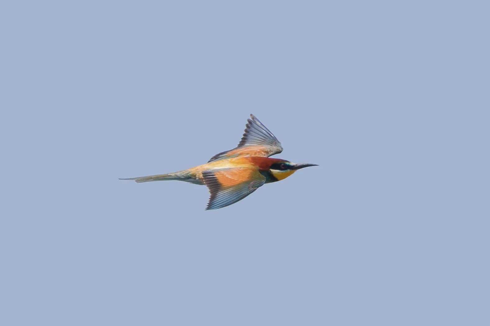 European Bee-eater in flight, Danube Delta, Romania — photo by Orlando Prugel-Bennett