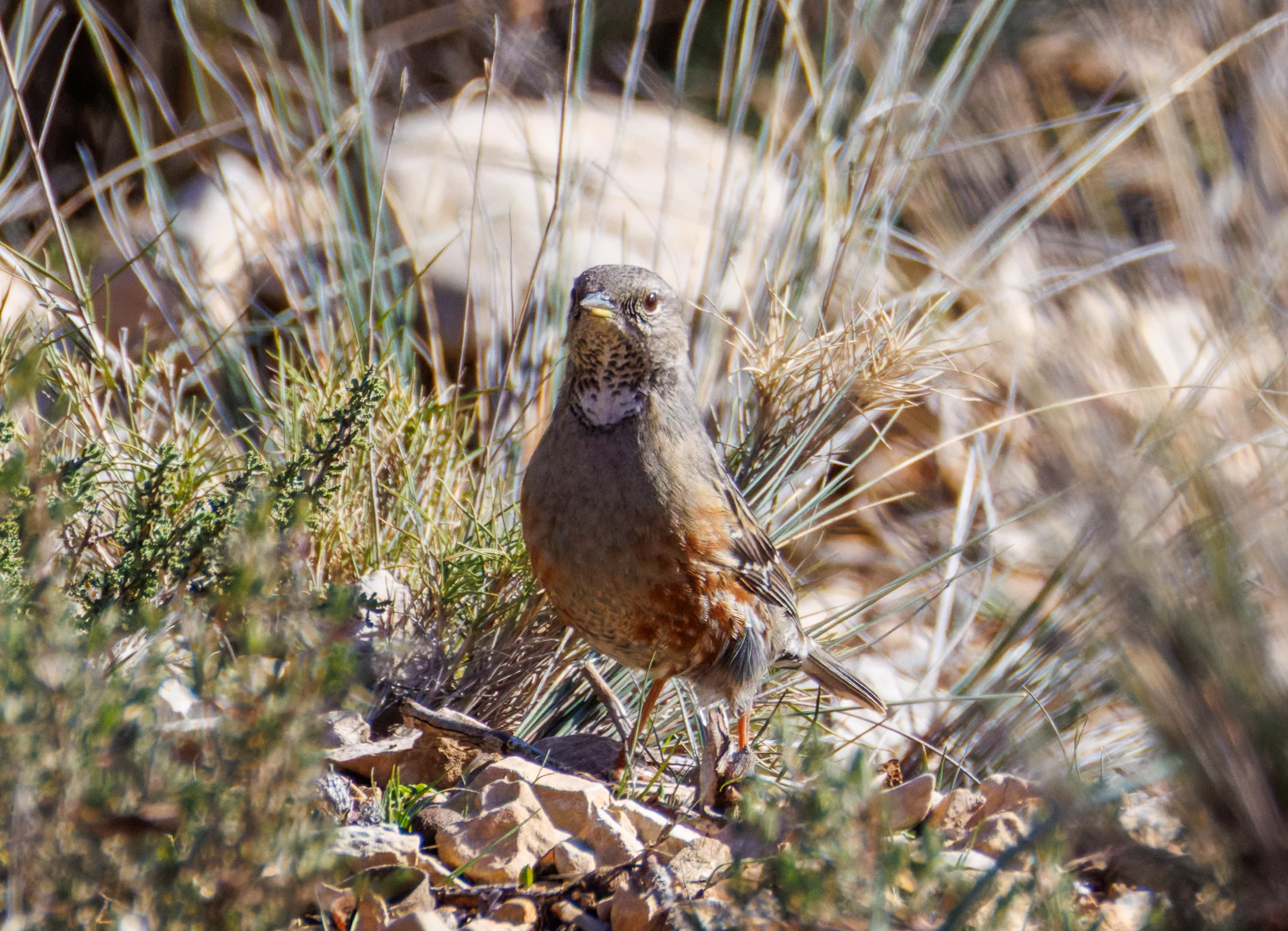 Alpine Accentor, Maigmo, Alicante, Spain — photo by Orlando Prugel-Bennett