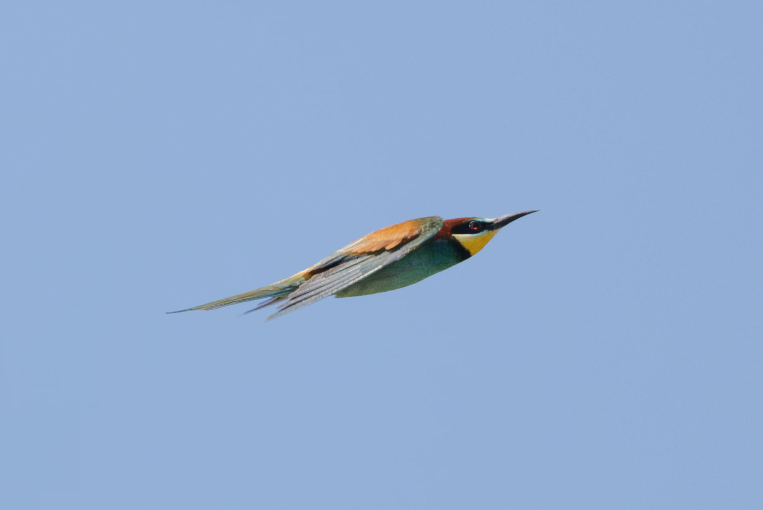 European Bee-eater in flight, Danube Delta, Romania — photo by Orlando Prugel-Bennett
