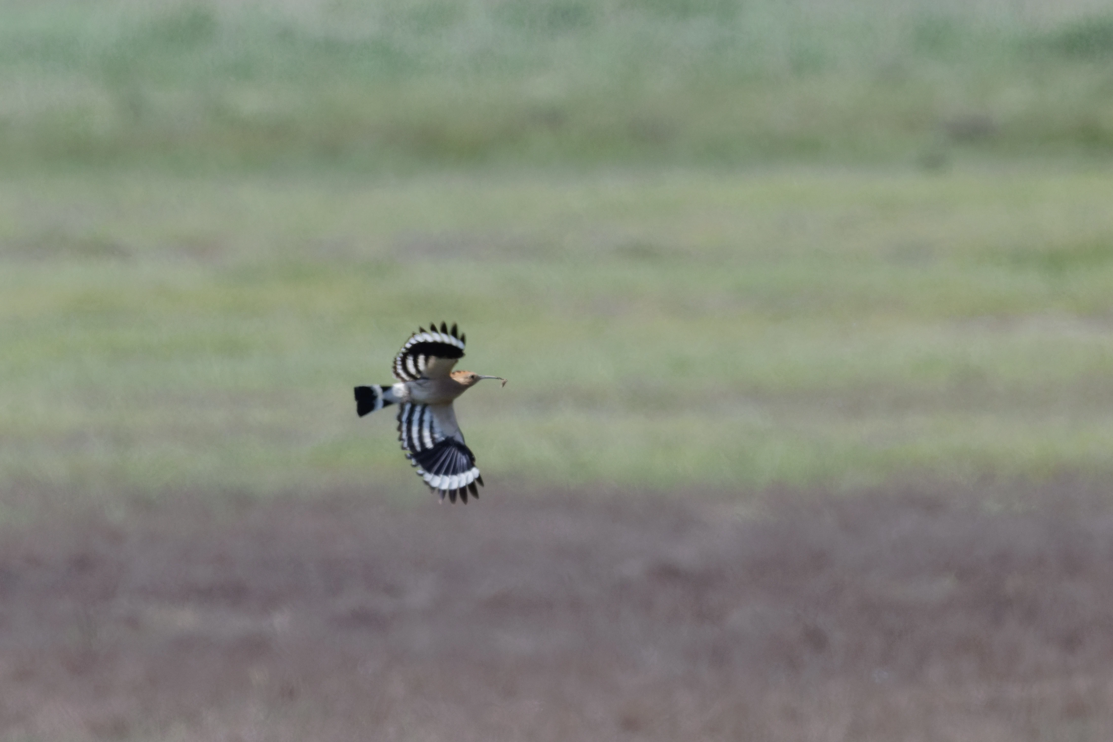 Eurasian Hoopoe, Romanian Steppe, Romania — photo by Orlando Prugel-Bennett