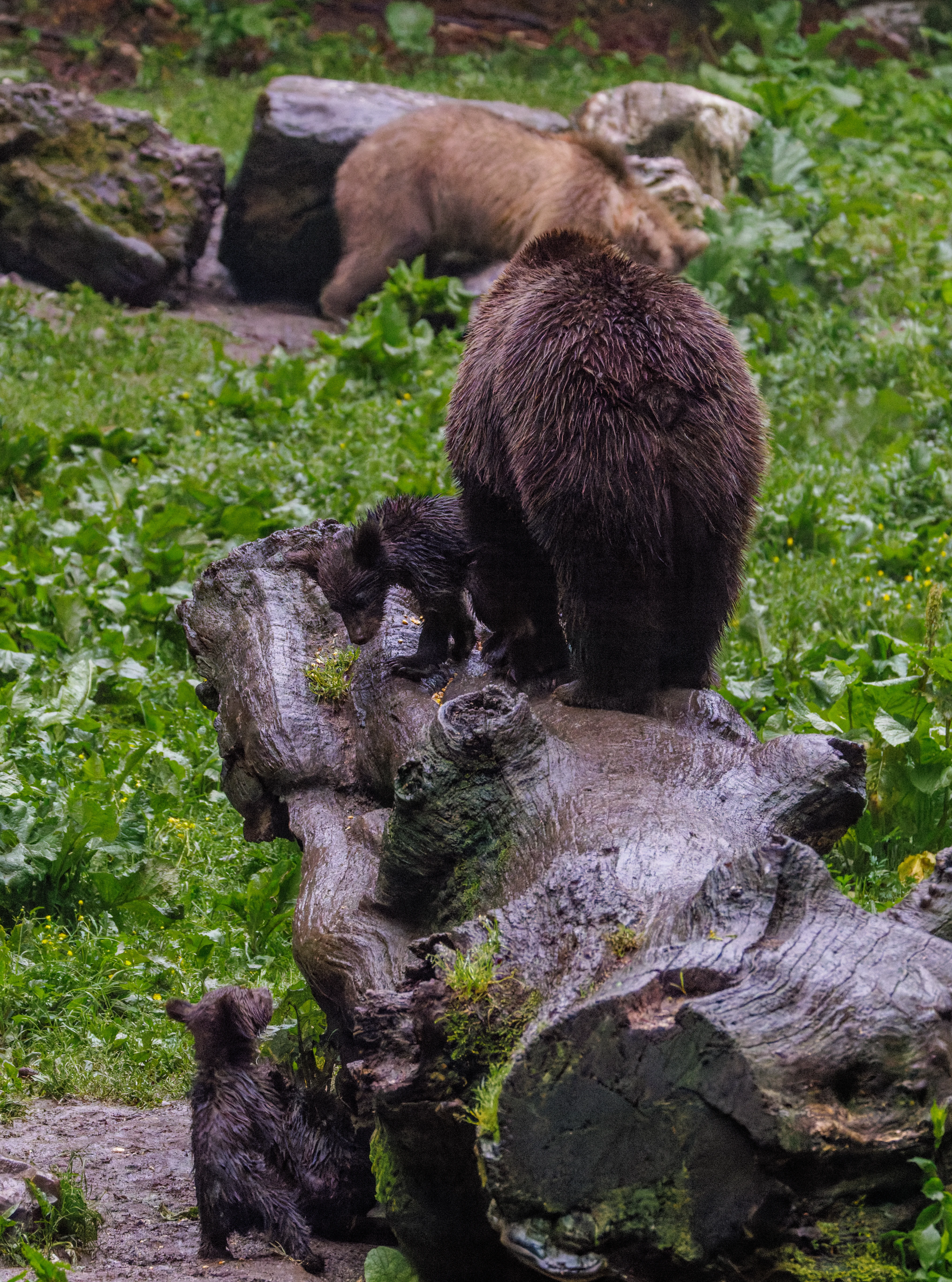 Brown Bear with Cubs, Transylvania, Romania — photo by Orlando Prugel-Bennett