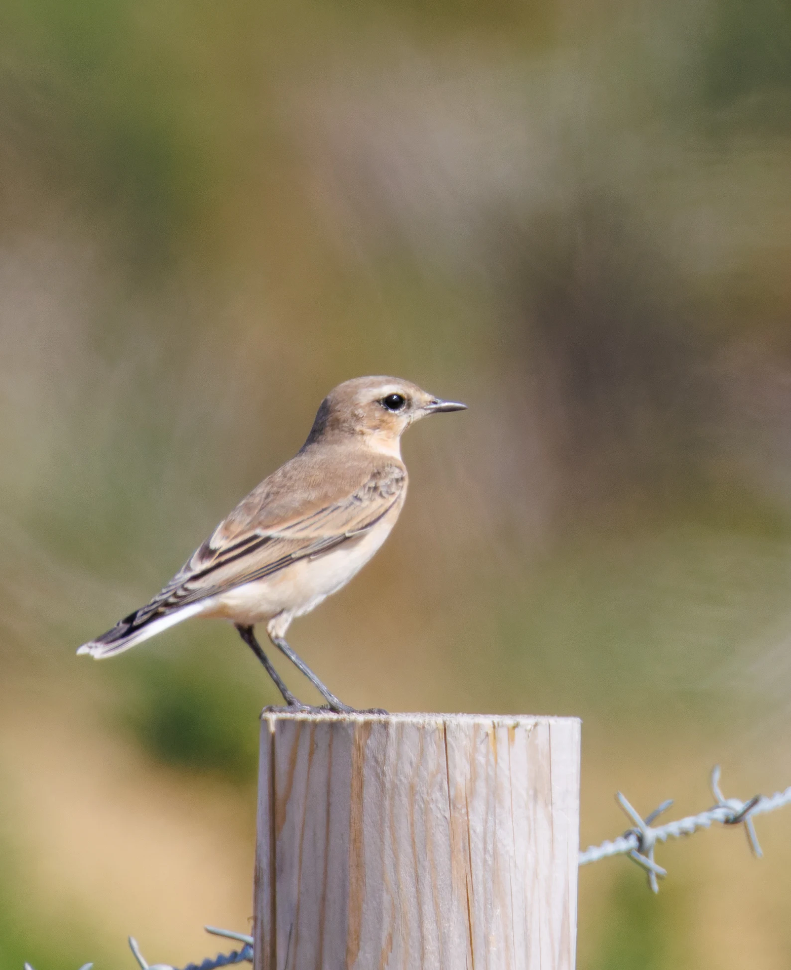 Northern Wheatear, Hamble, Hampshire, UK — photo by Orlando Prugel-Bennett