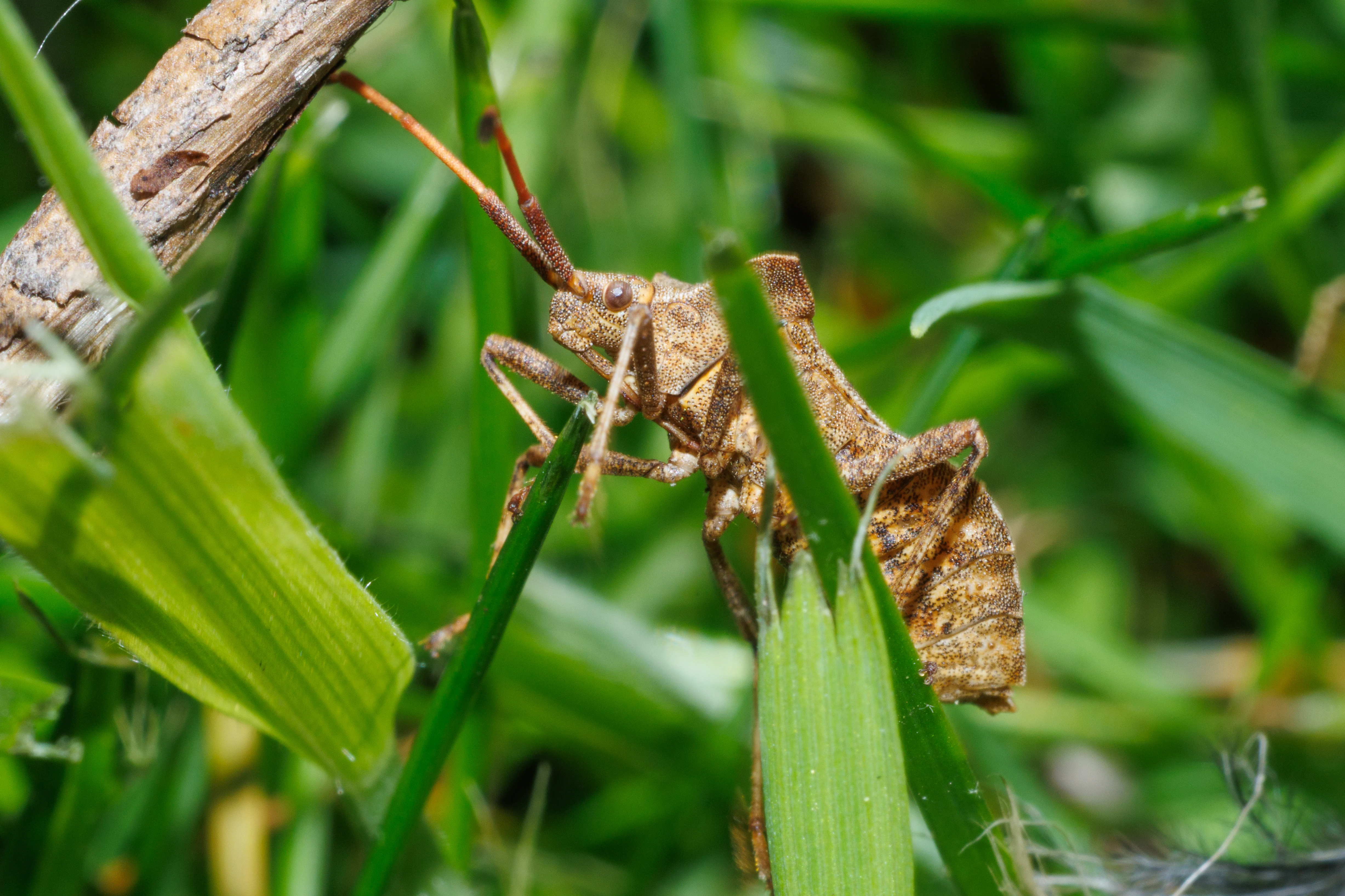 Dock Bug, Eling, Hampshire, UK — photo by Orlando Prugel-Bennett