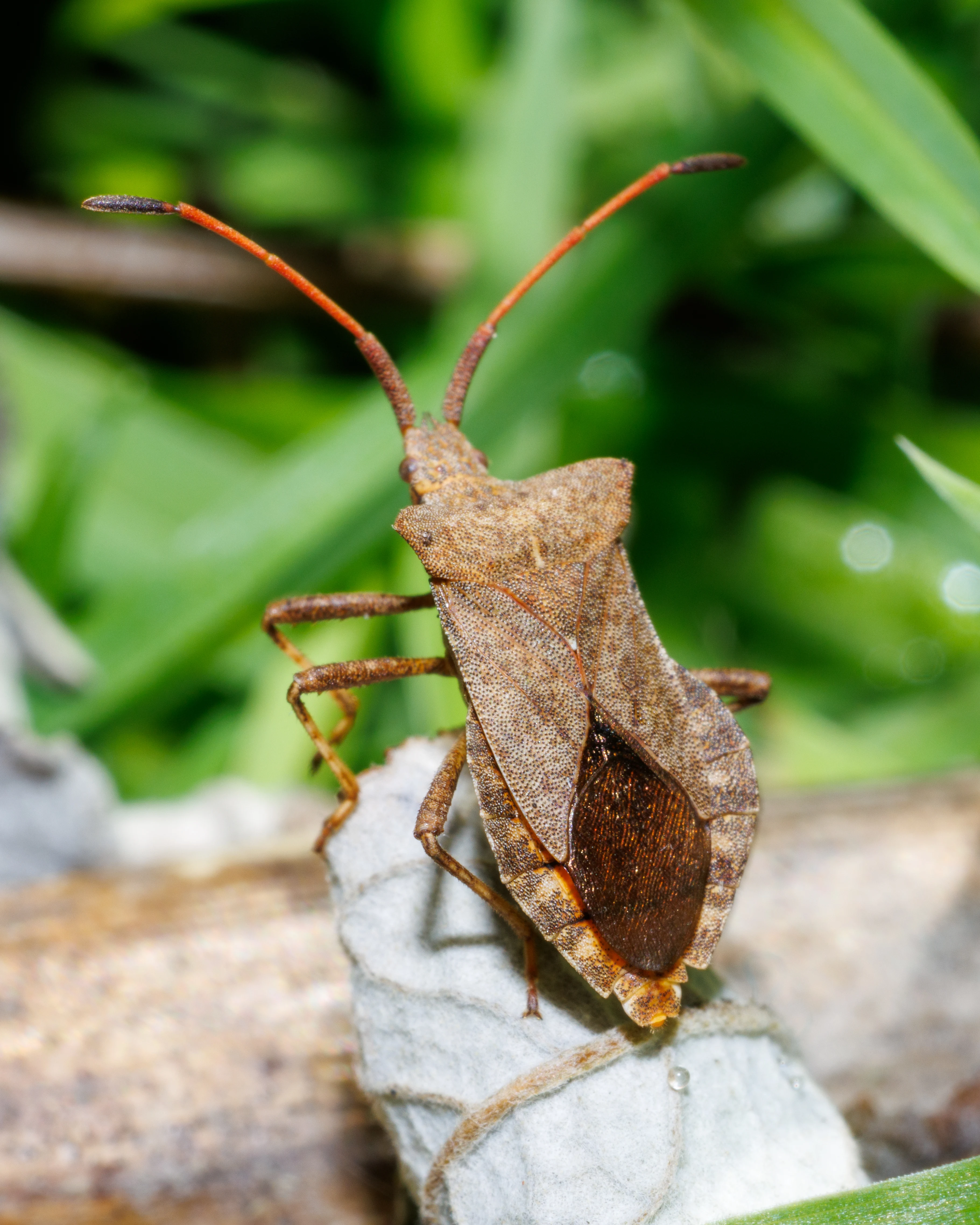 Dock Bug, Eling, Hampshire, UK — photo by Orlando Prugel-Bennett