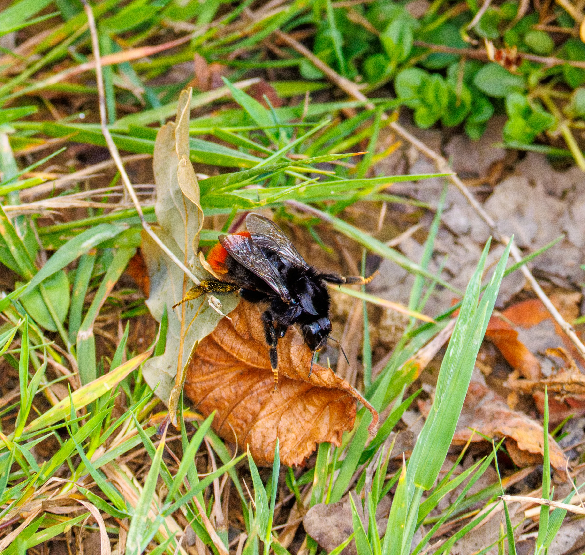 Red-tailed Bumblebee (Bombus lapidarius) on leaf, Knepp, Horsham, West Sussex, UK — photo by Orlando Prugel-Bennett