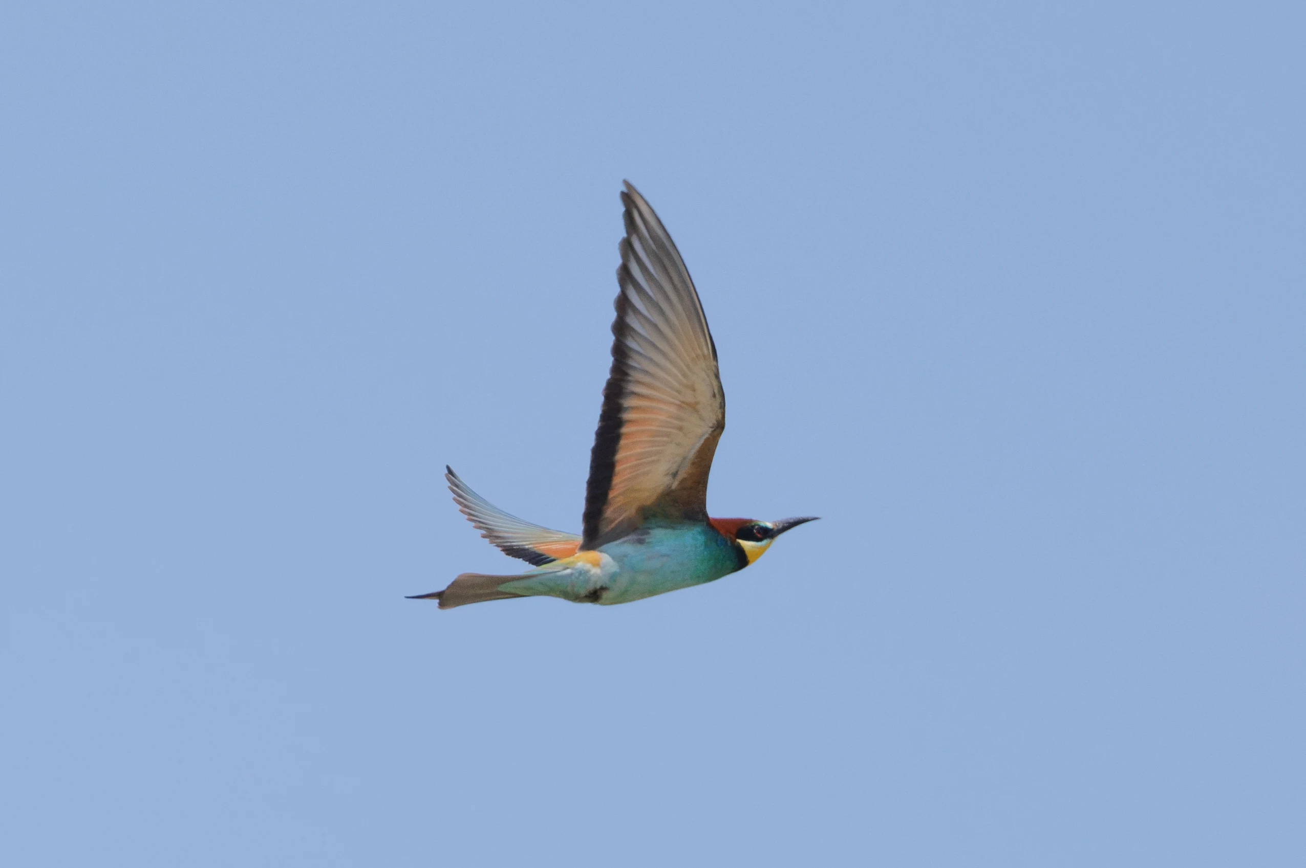 European Bee-eater, Danube Delta, Romania — photo by Orlando Prugel-Bennett