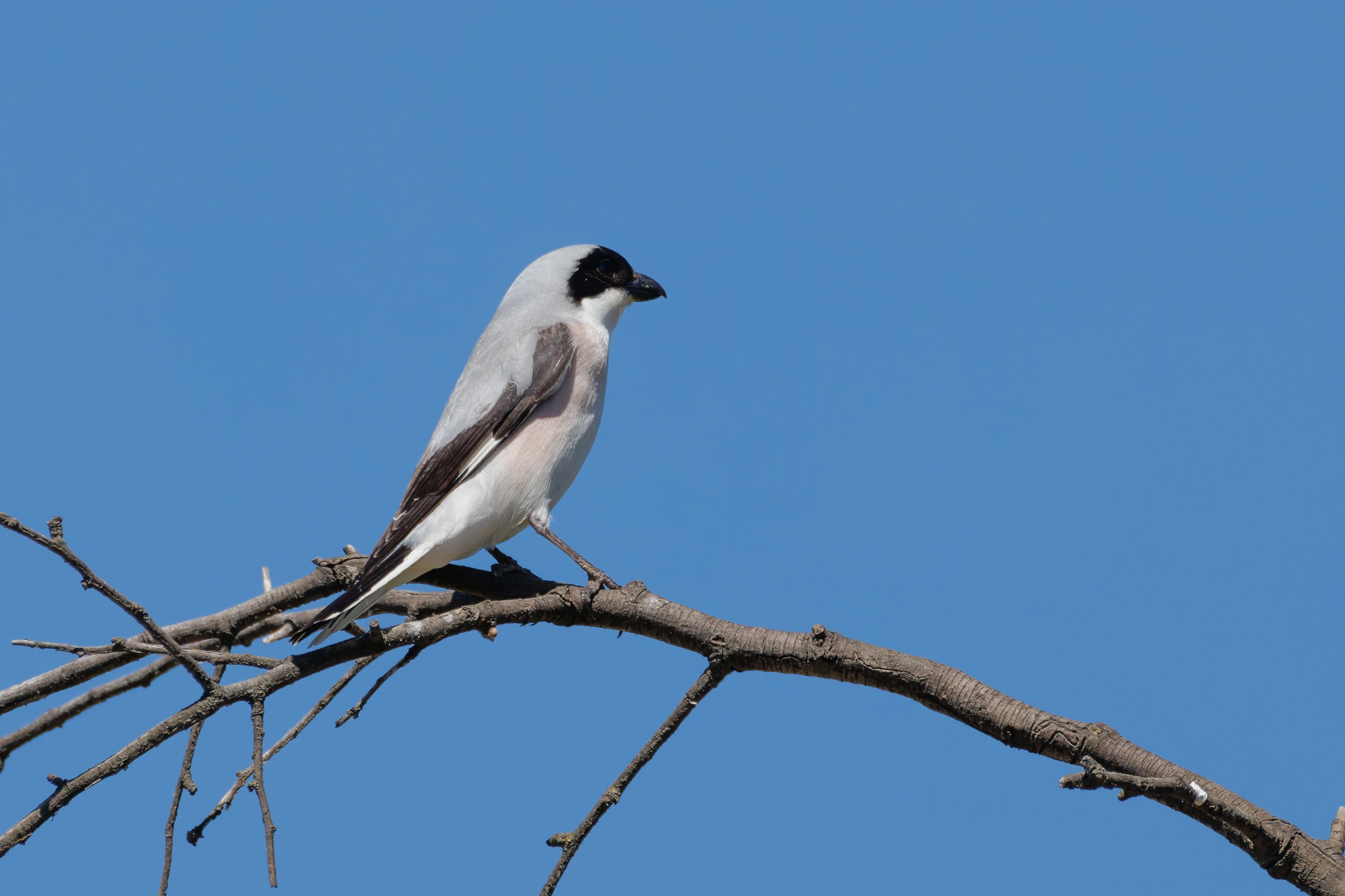 Lesser Grey Shrike, Romanian Steppe, Romania — photo by Orlando Prugel-Bennett