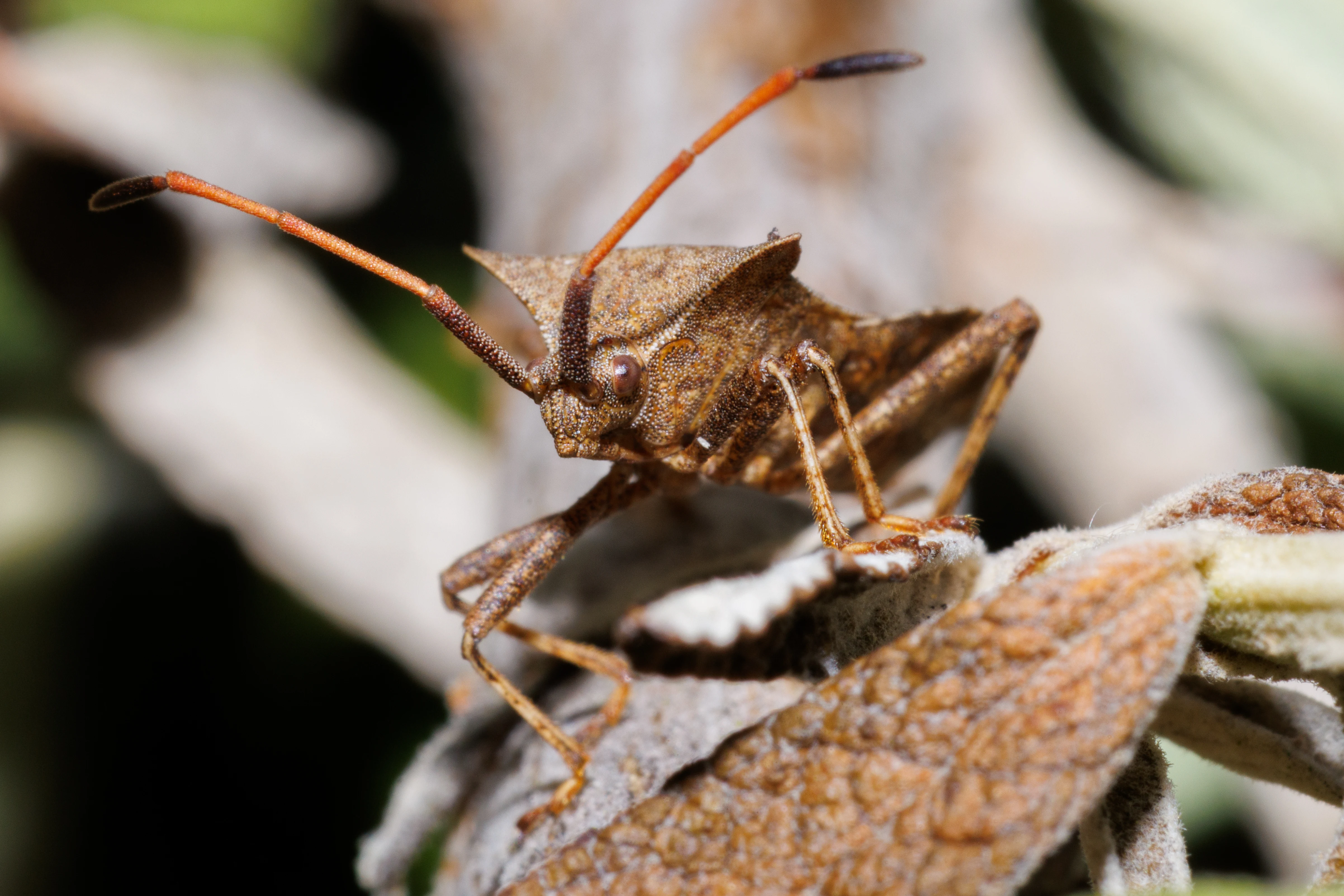 Dock Bug, Eling, Hampshire, UK — photo by Orlando Prugel-Bennett