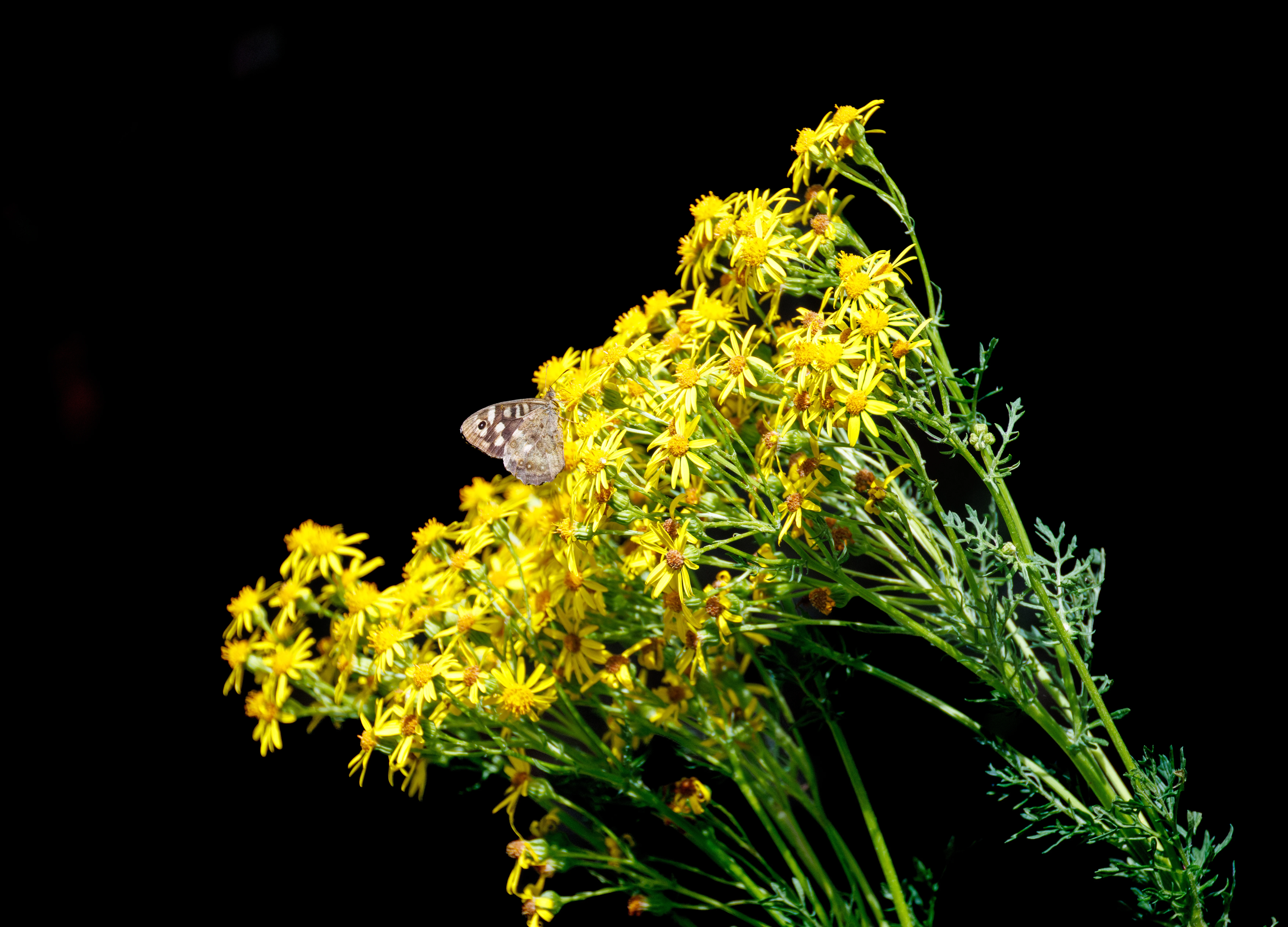 Speckled Wood butterfly on Ragwort flowers, Knepp, Horsham, West Sussex, UK — photo by Orlando Prugel-Bennett