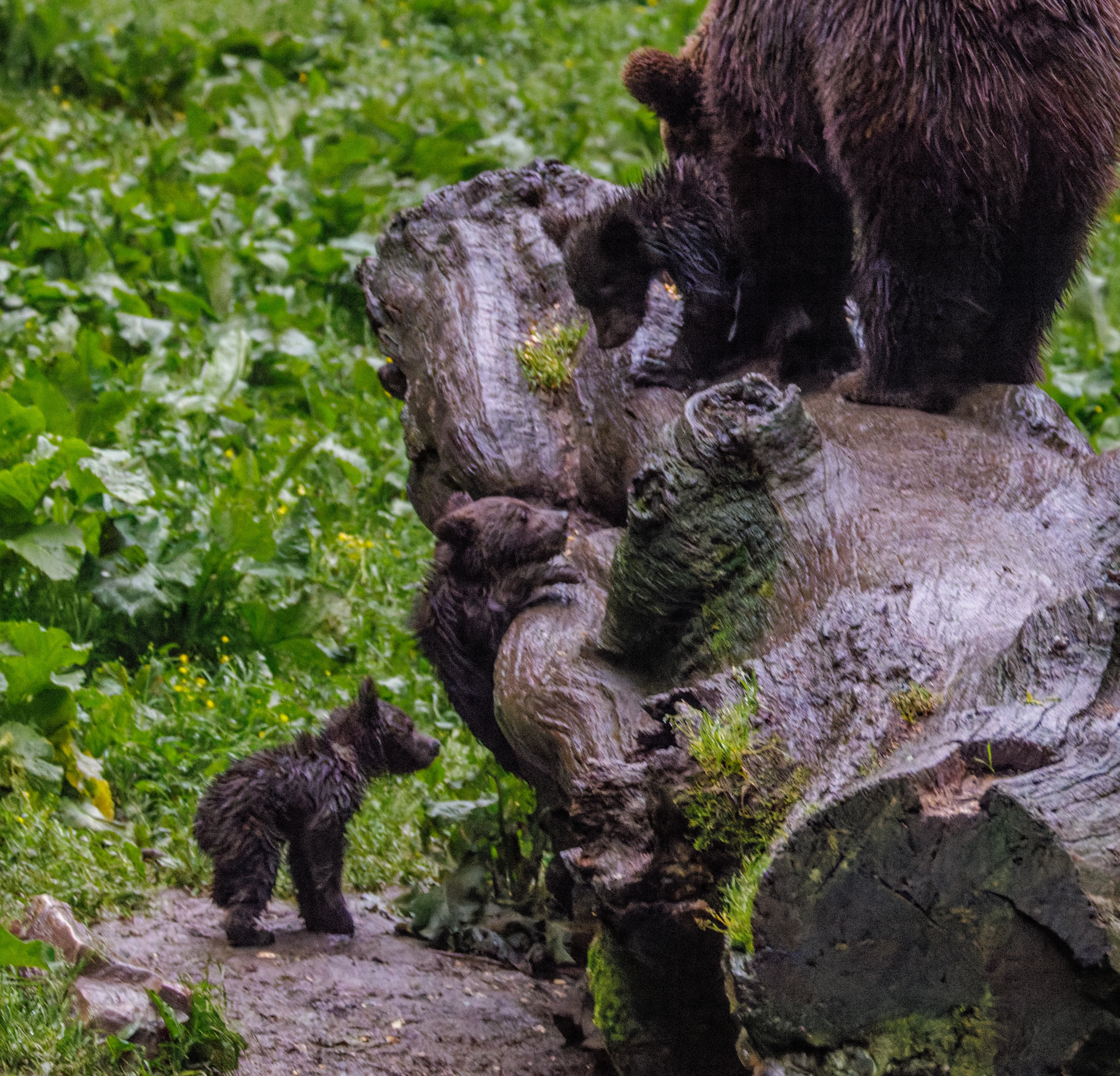 Brown Bear with Cubs, Transylvania, Romania — photo by Orlando Prugel-Bennett