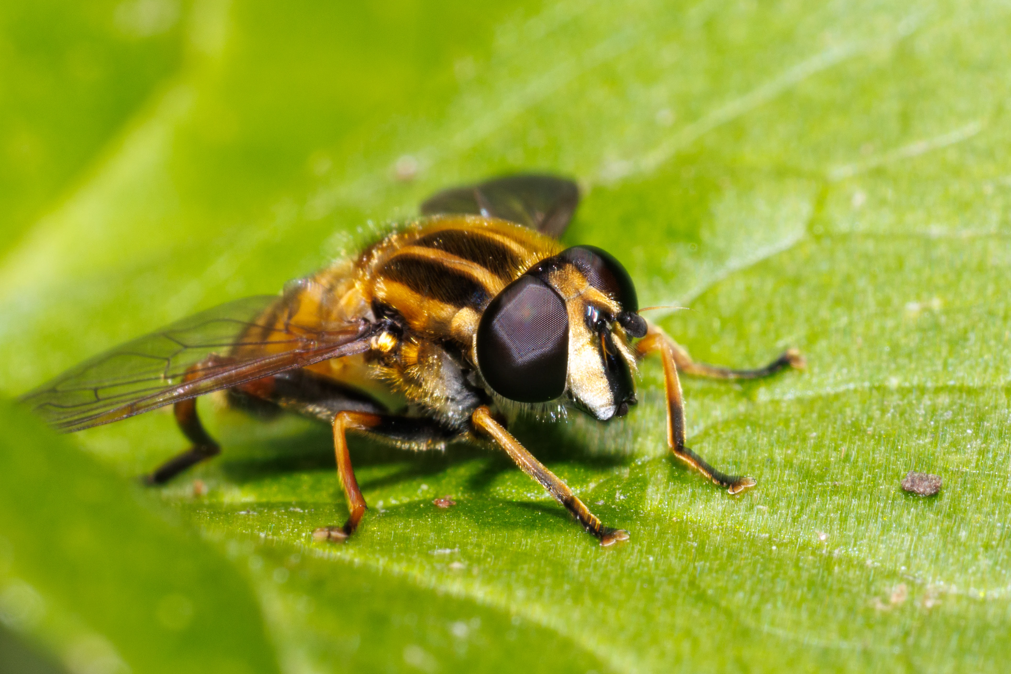 Hoverfly, Eling, Hampshire, UK — photo by Orlando Prugel-Bennett