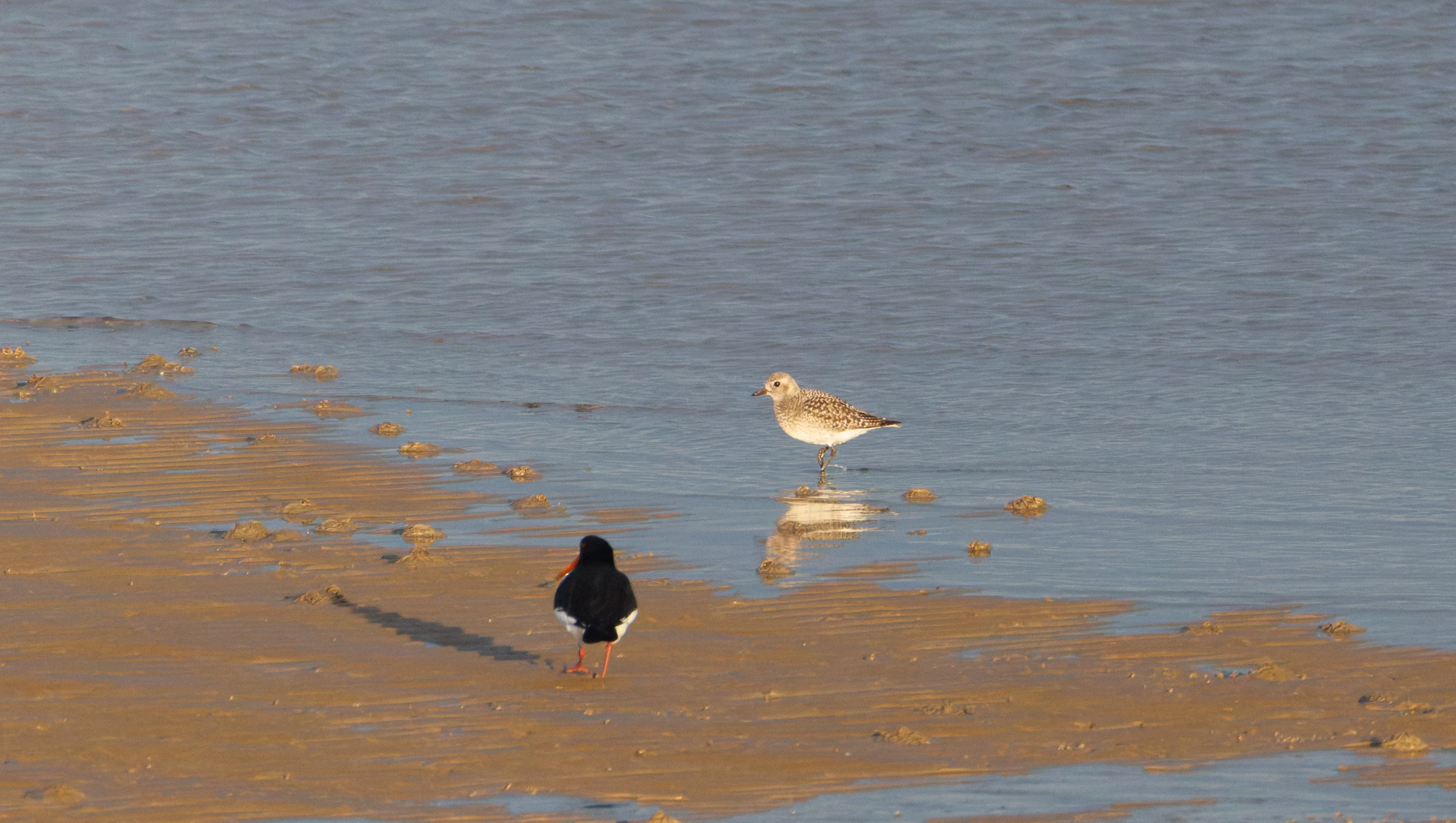 Eurasian Oystercatcher and Grey Plover, Zeeland, Netherlands — photo by Orlando Prugel-Bennett