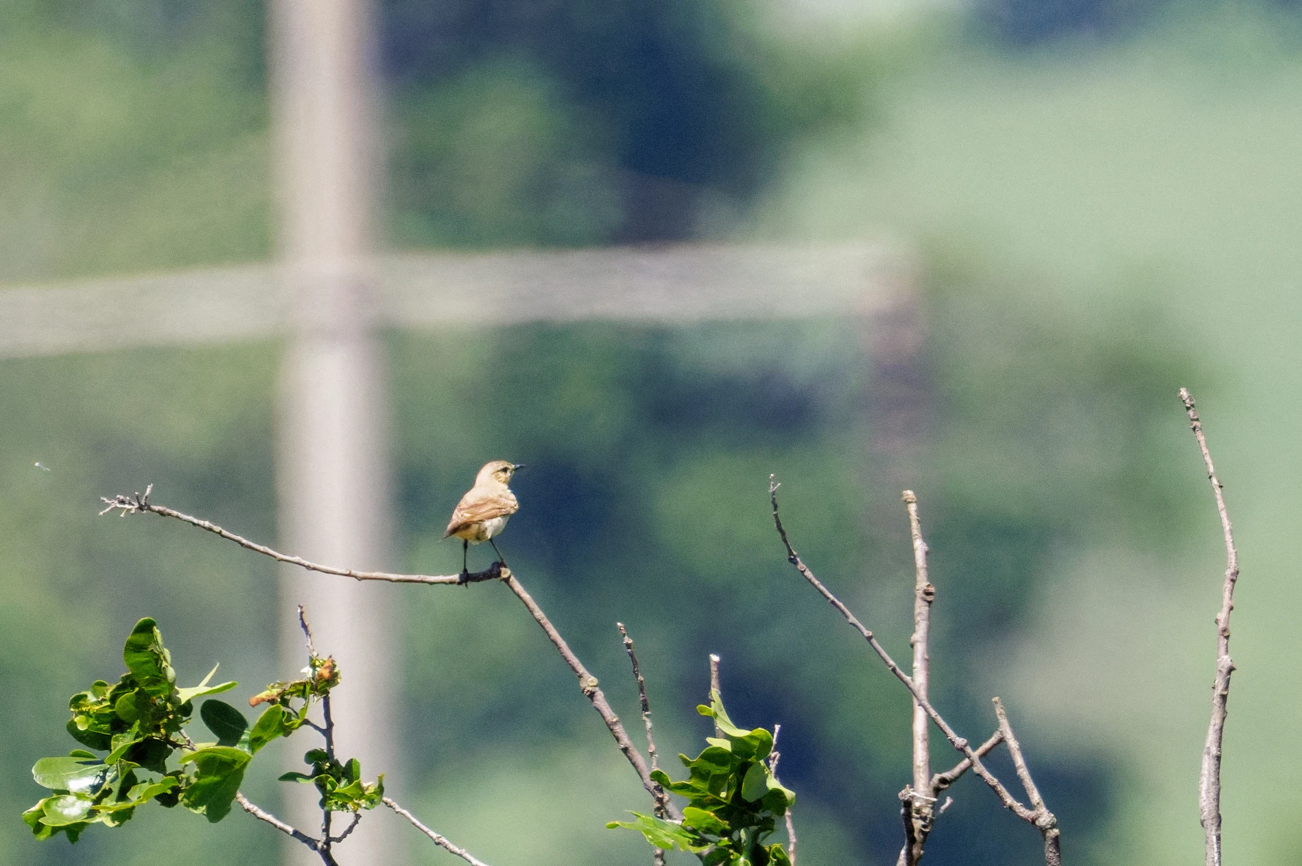 Common Whitethroat, Romanian Steppe, Romania — photo by Orlando Prugel-Bennett