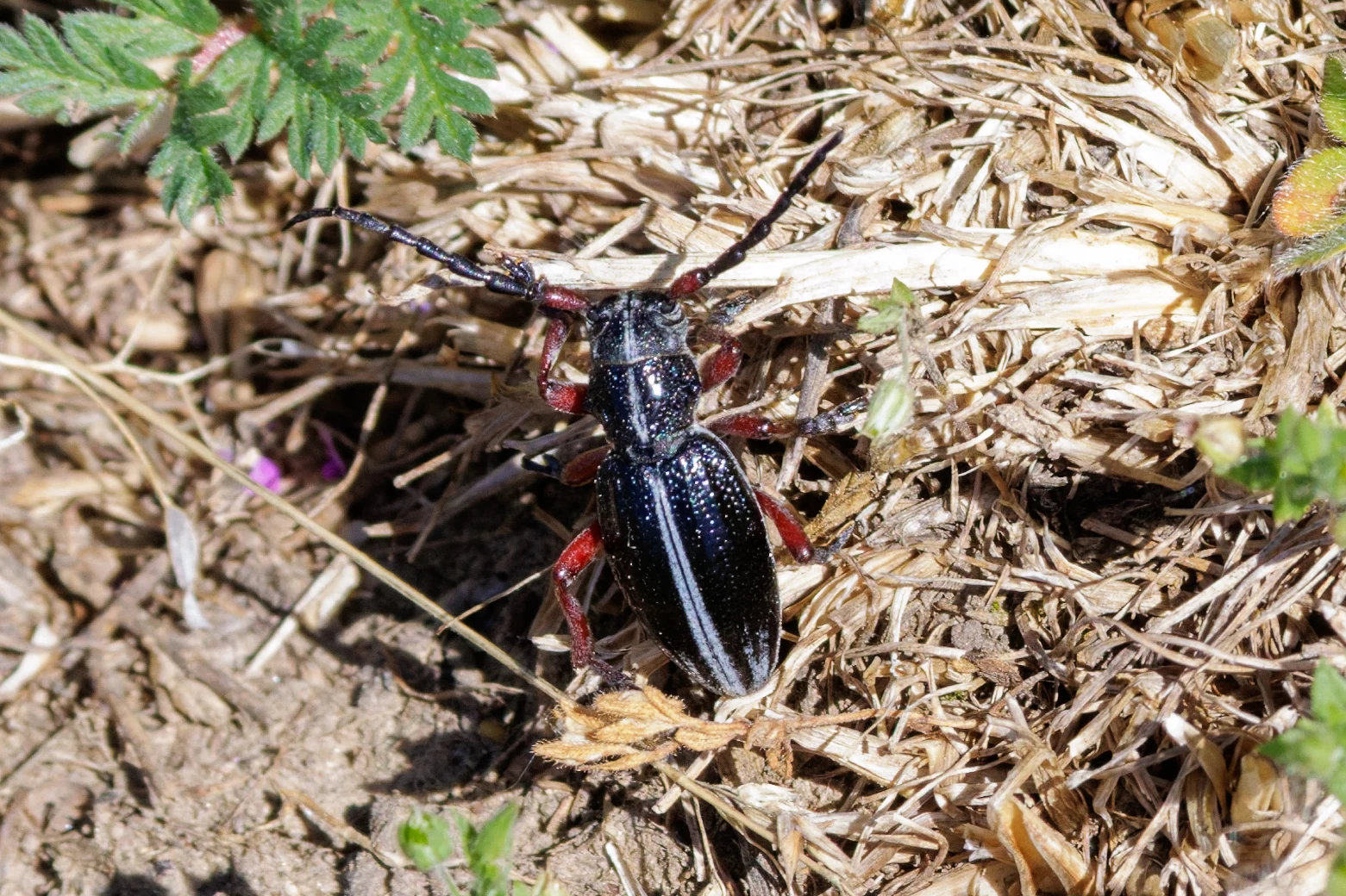 Rosalia Beetle, Romanian Steppe, Romania — photo by Orlando Prugel-Bennett
