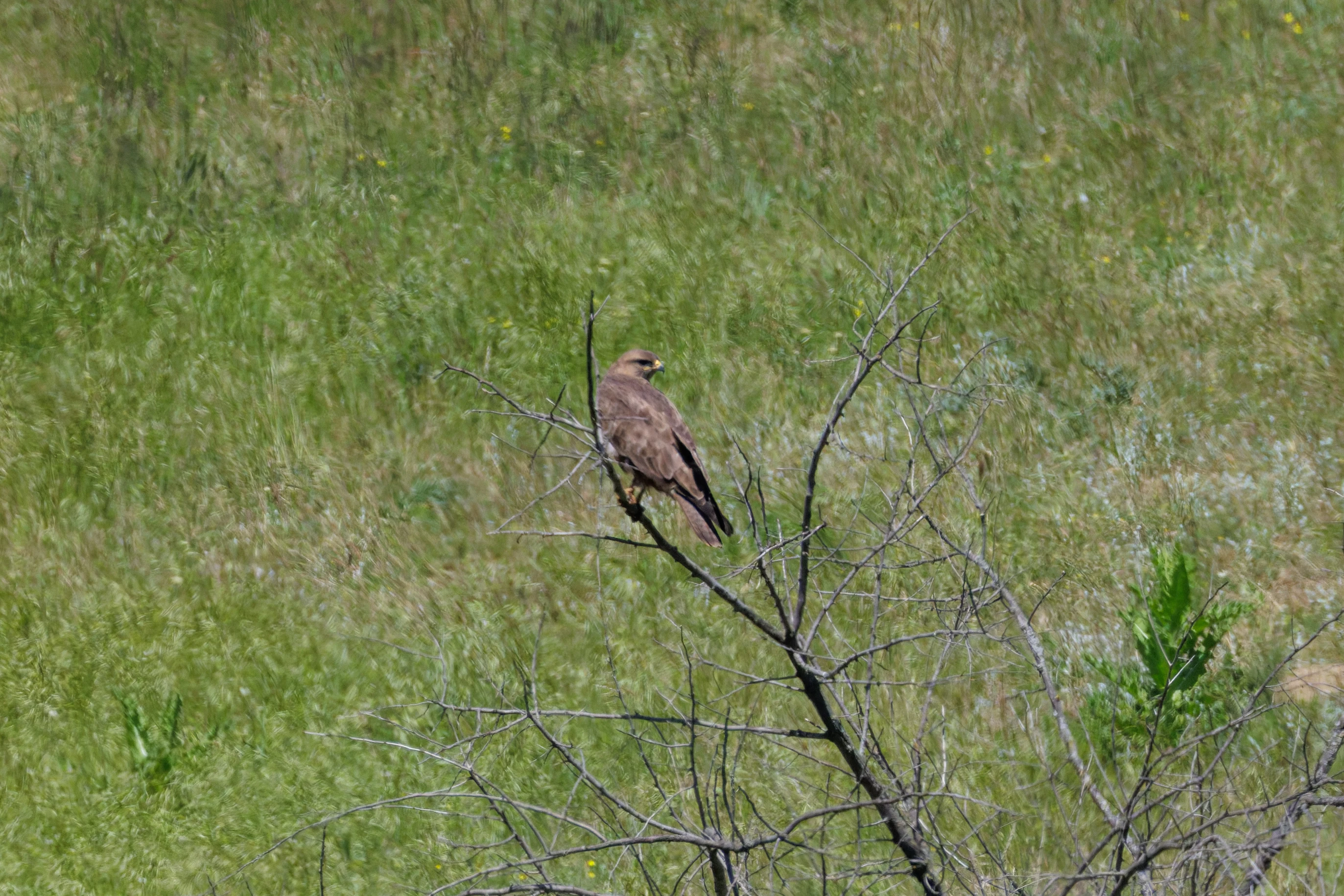 Common Buzzard, Romanian Steppe, Romania — photo by Orlando Prugel-Bennett