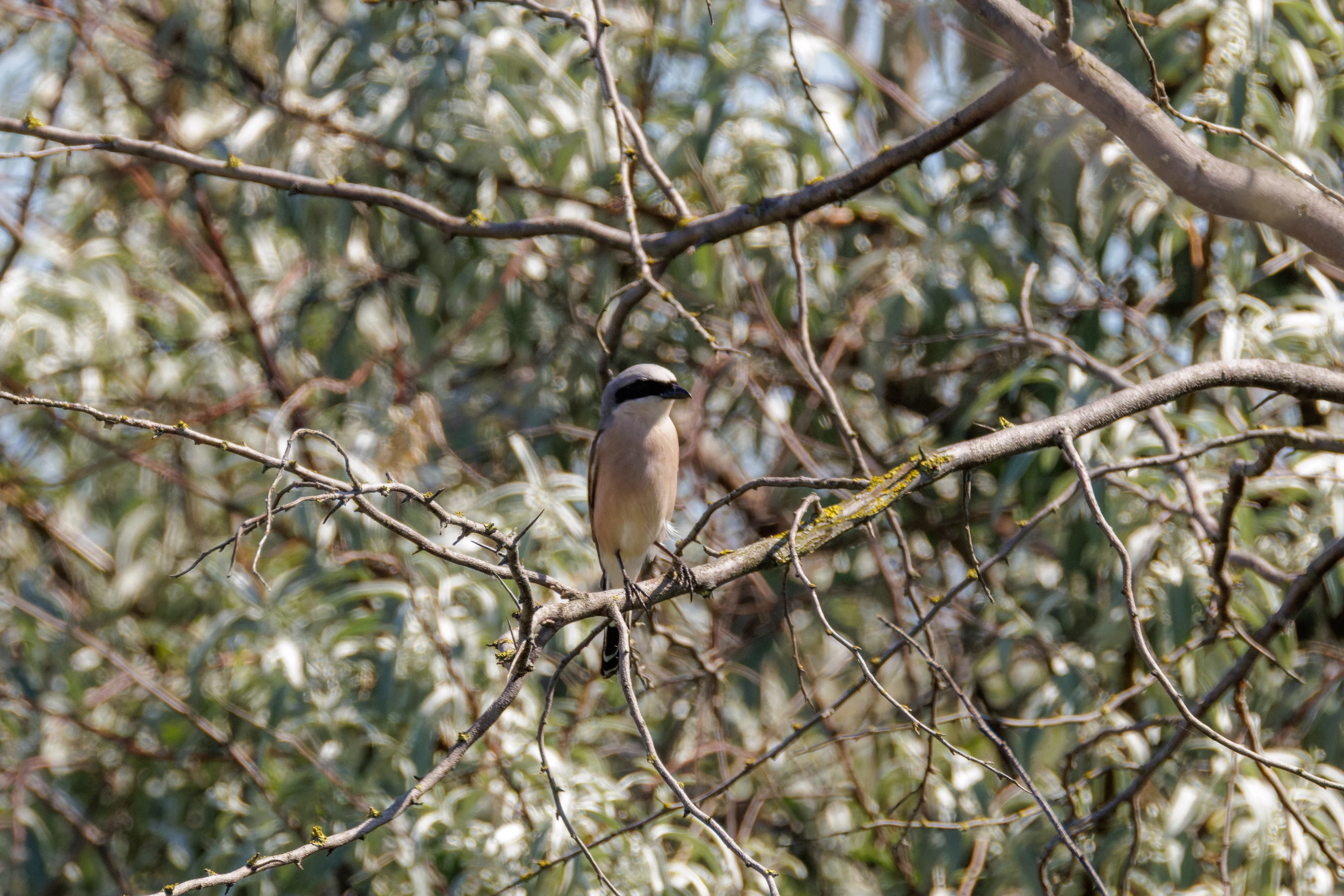 Red-backed Shrike, Romanian Steppe, Romania — photo by Orlando Prugel-Bennett