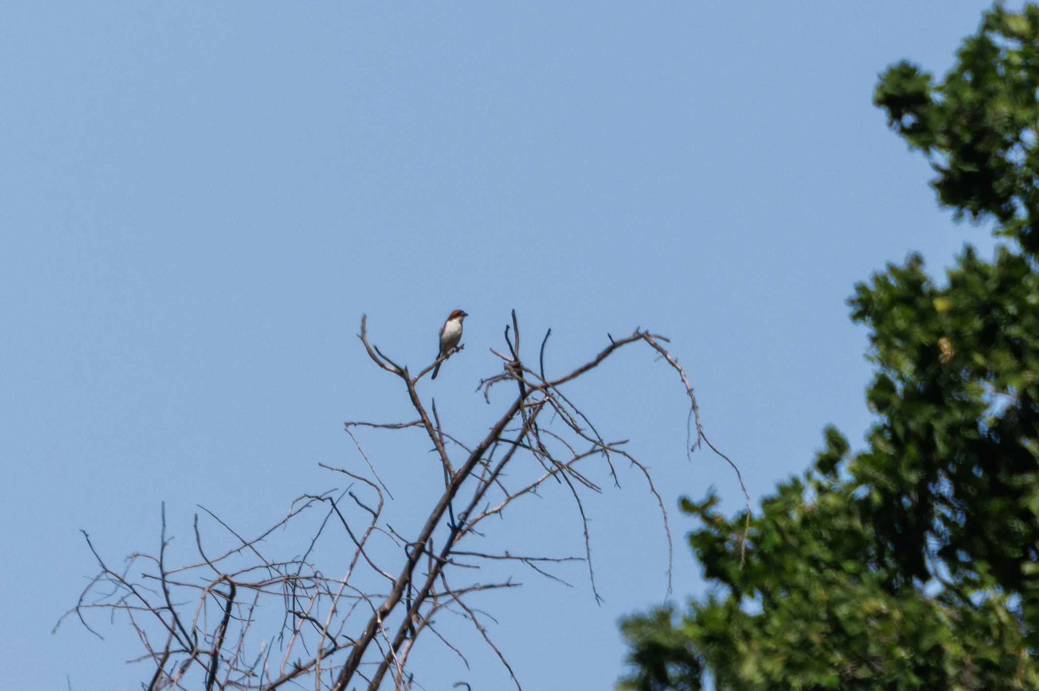 Woodchat Shrike, Romanian Steppe, Romania — photo by Orlando Prugel-Bennett