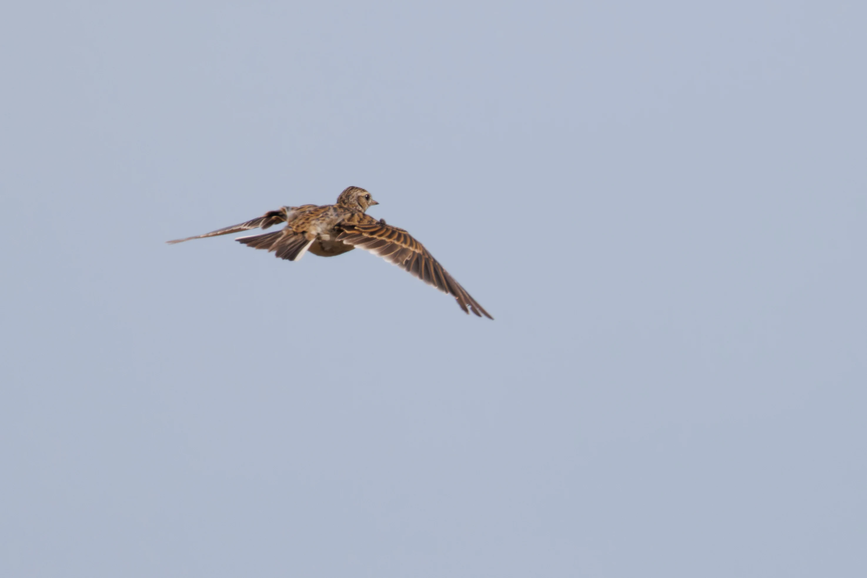 Skylark, Hamble, Hampshire, UK — photo by Orlando Prugel-Bennett