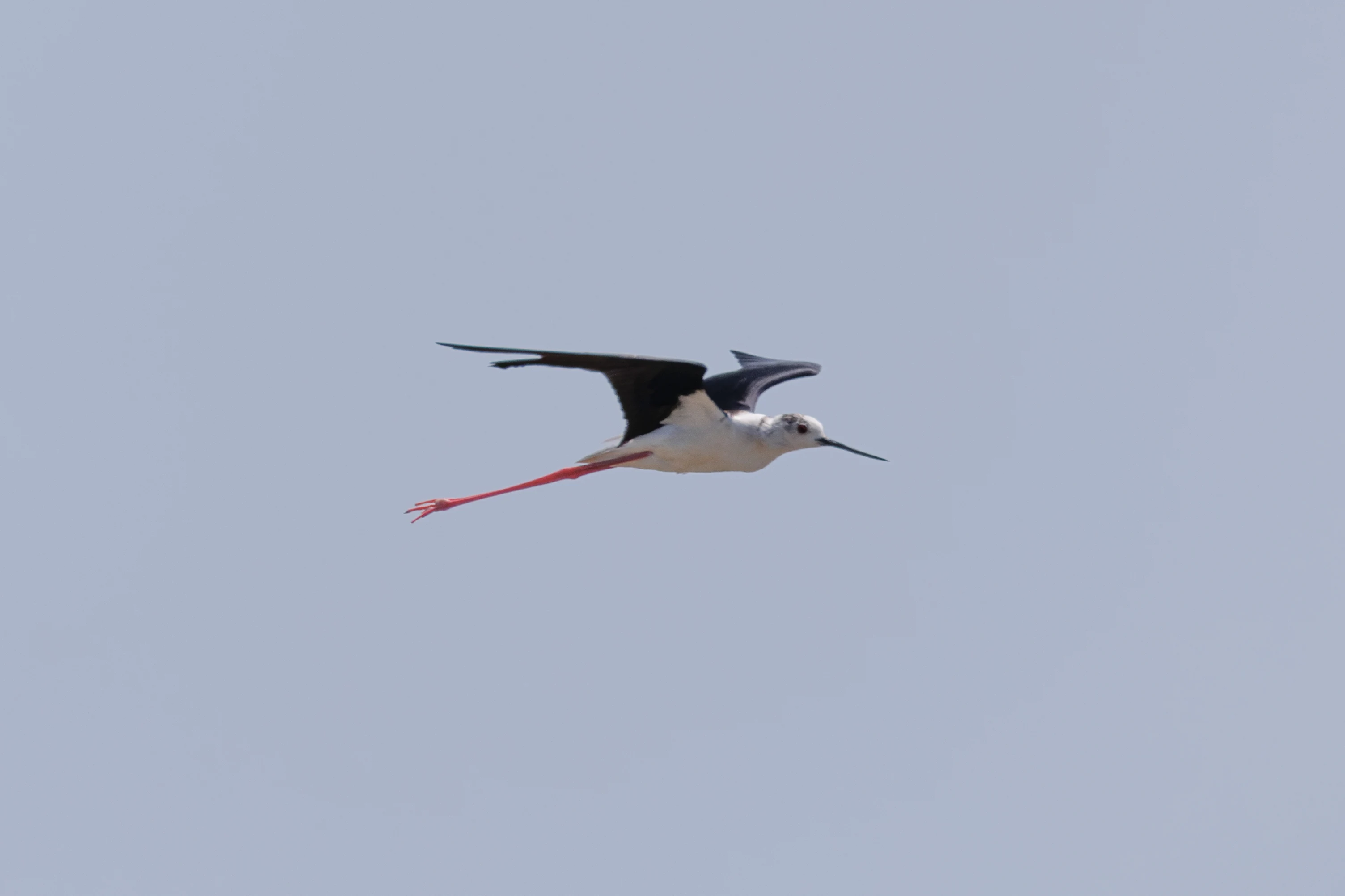 Black-winged Stilt, Danube Delta, Romania — photo by Orlando Prugel-Bennett