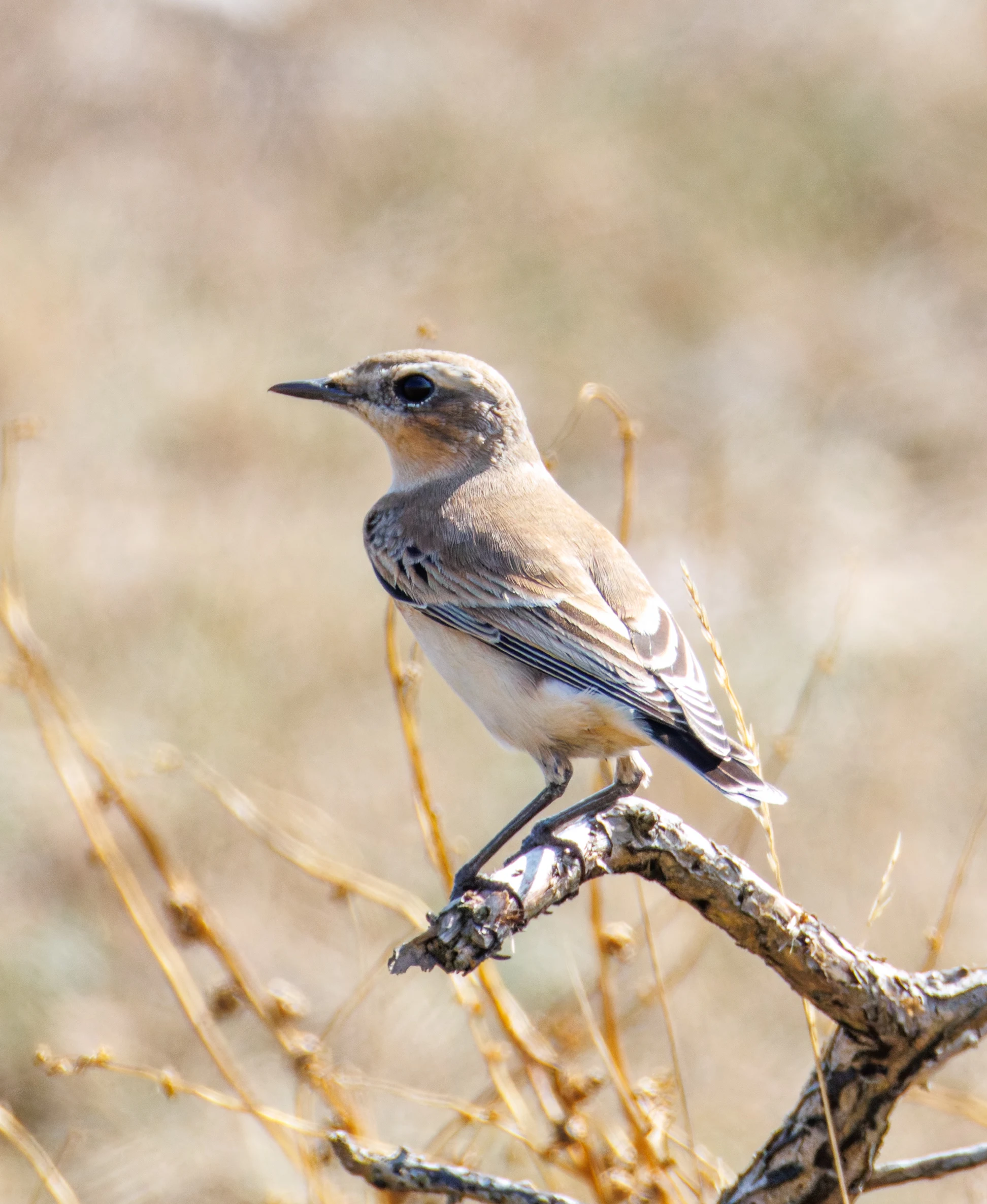 Northern Wheatear, Hamble, Hampshire, UK — photo by Orlando Prugel-Bennett