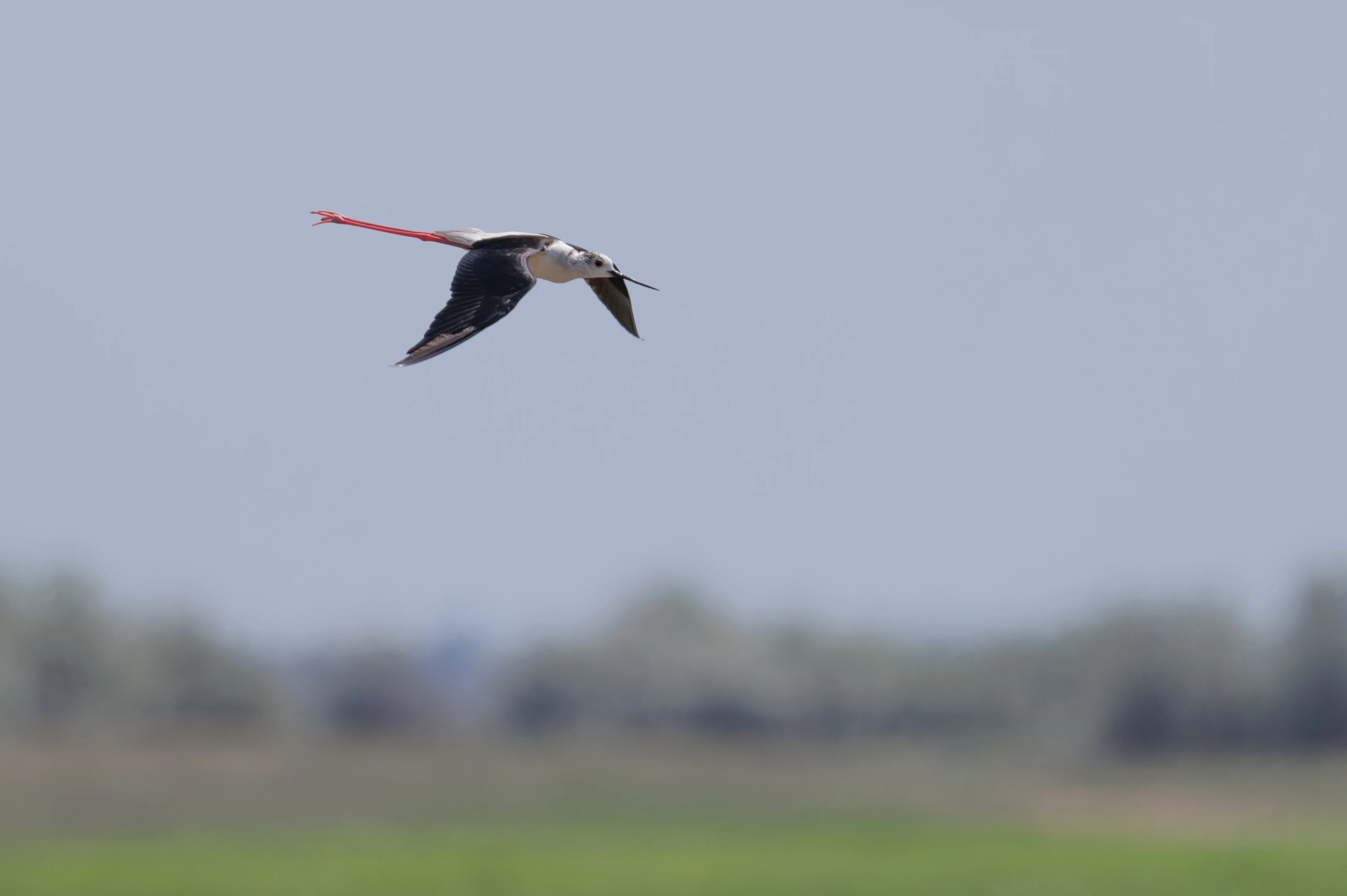 Black-winged Stilt, Danube Delta, Romania — photo by Orlando Prugel-Bennett