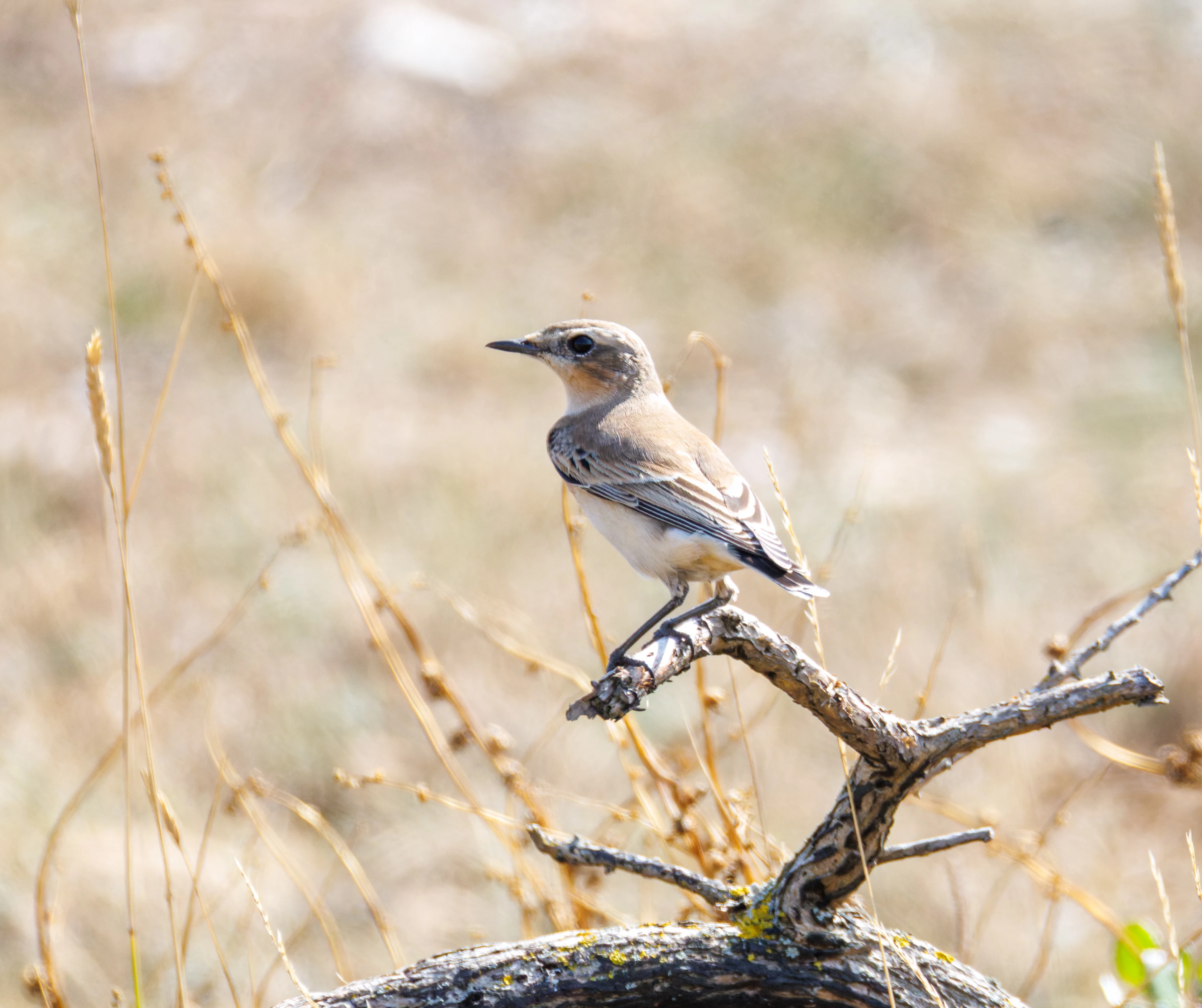 Northern Wheatear, Hamble, Hampshire, UK — photo by Orlando Prugel-Bennett