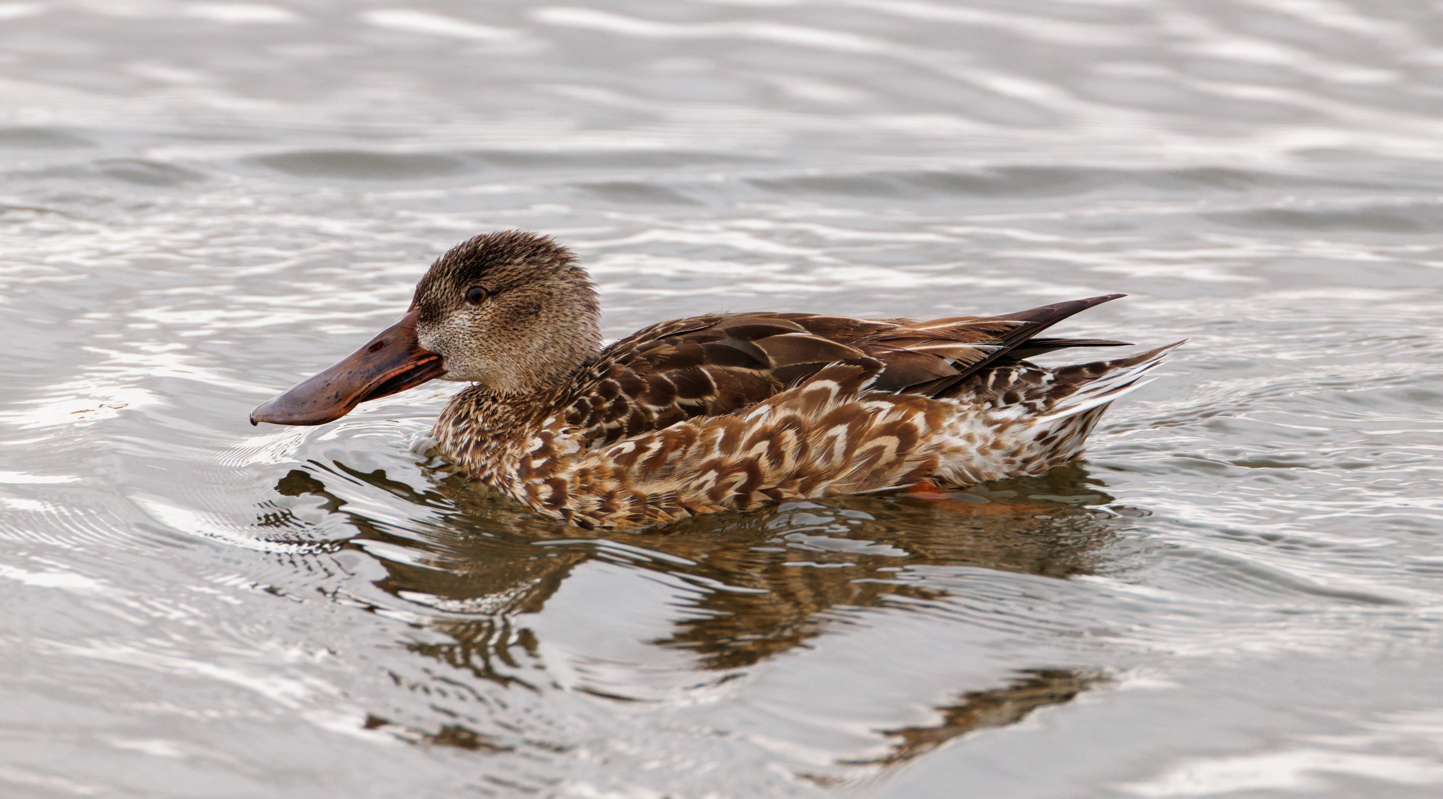 Northern Shoveler (female), Clot de Galvany, Alicante, Spain — photo by Orlando Prugel-Bennett