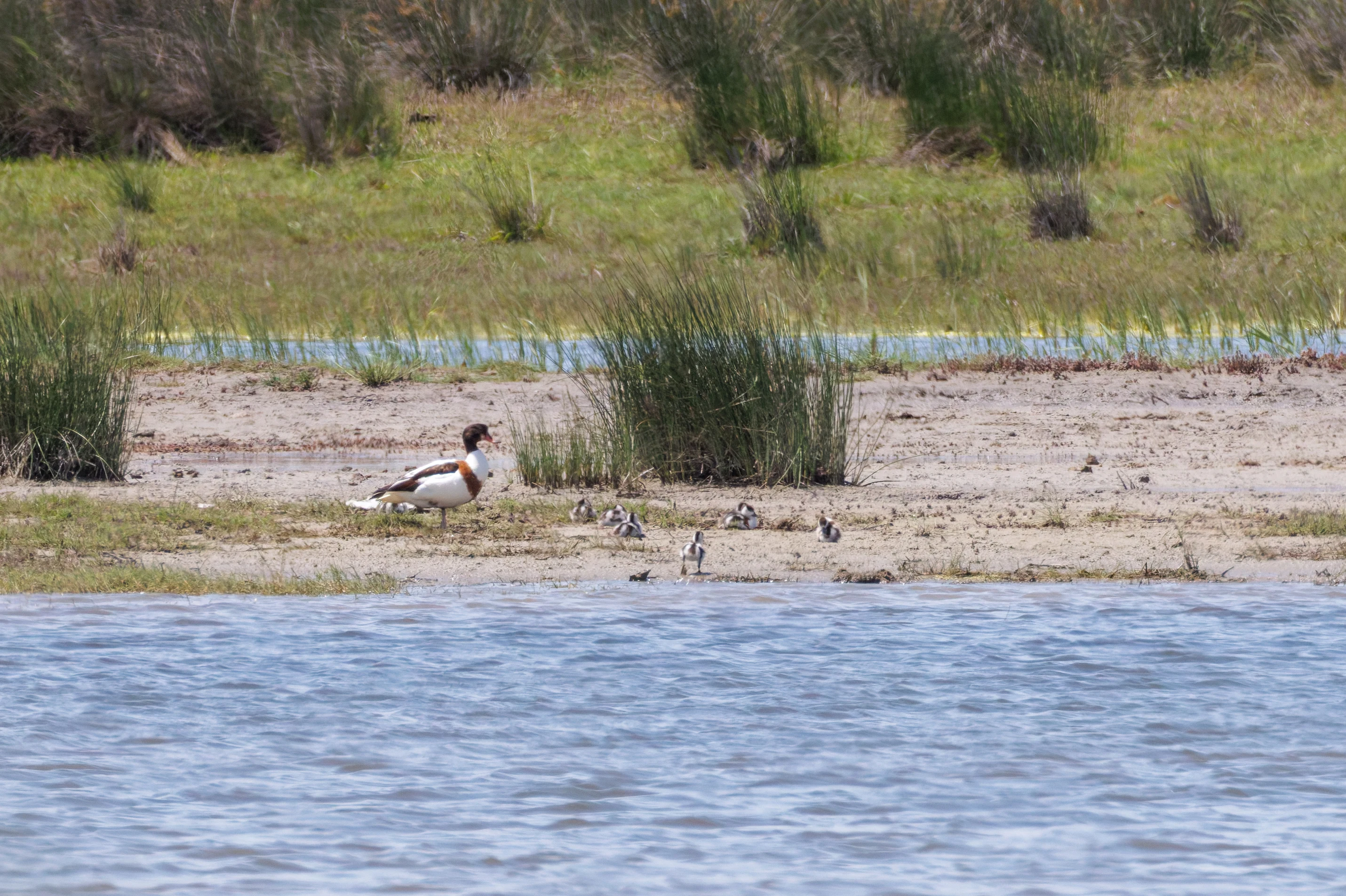 Shelduck with ducklings, Danube Delta, Romania — photo by Orlando Prugel-Bennett