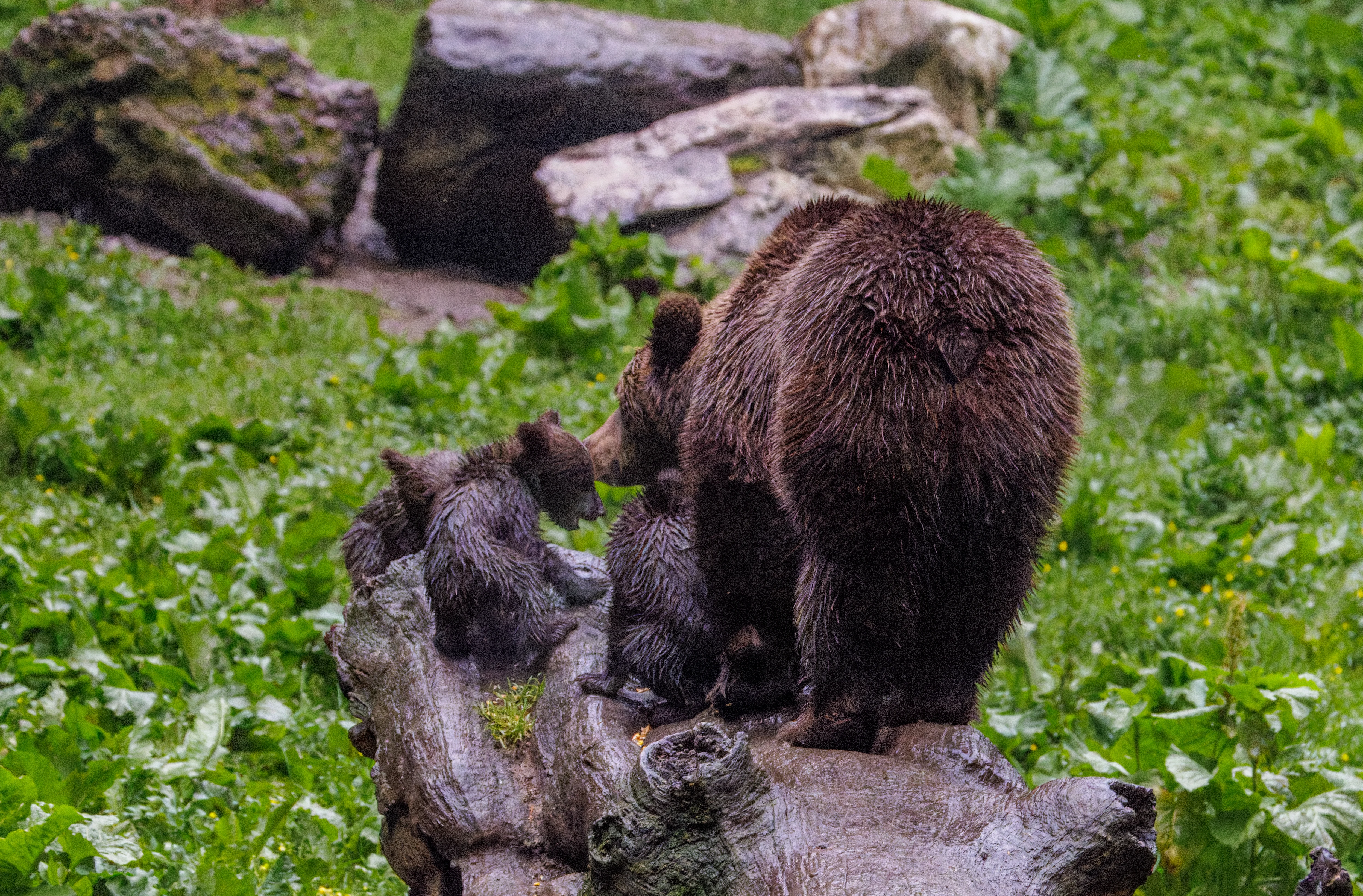 Brown Bear with Cubs, Transylvania, Romania — photo by Orlando Prugel-Bennett
