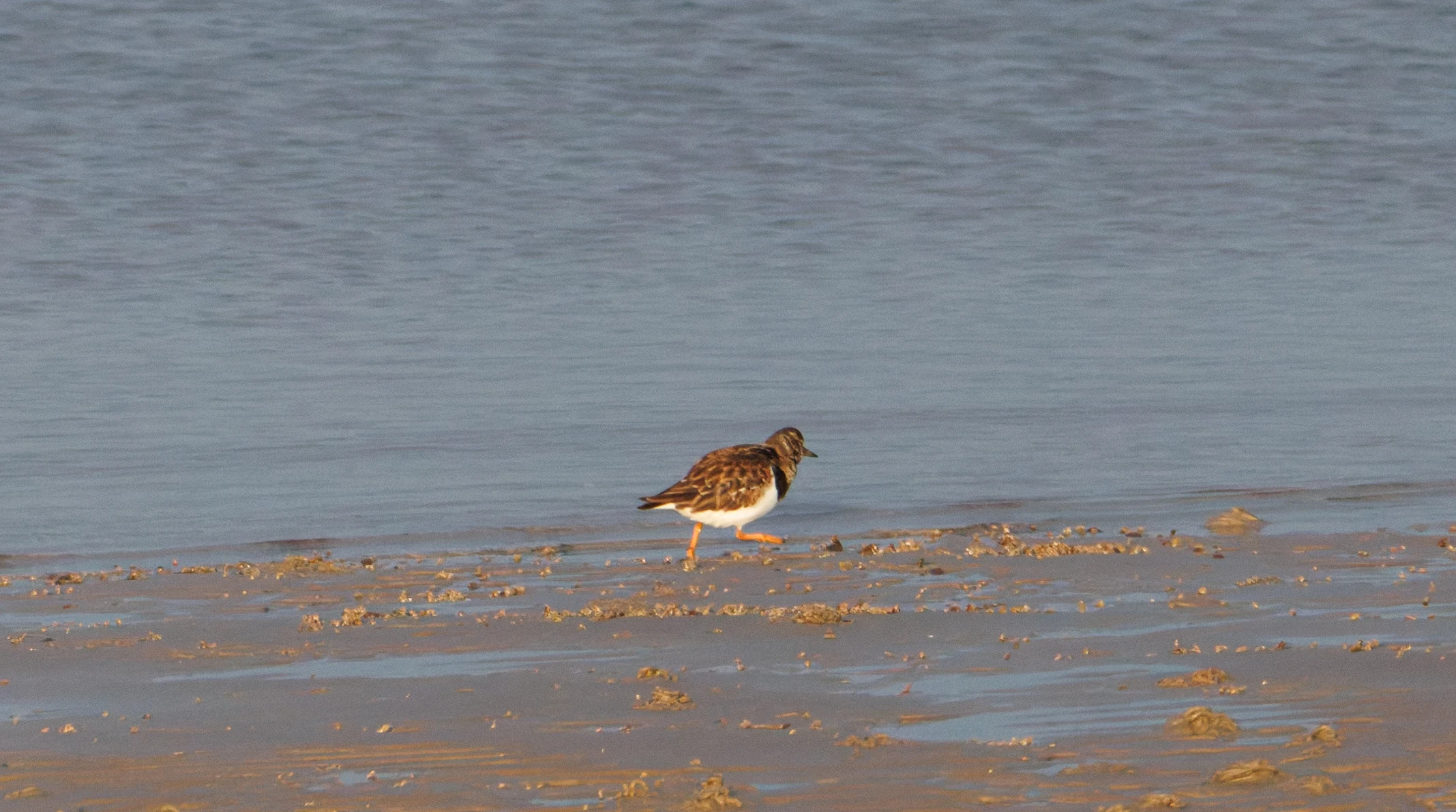Ruddy Turnstone, Zeeland, Netherlands — photo by Orlando Prugel-Bennett