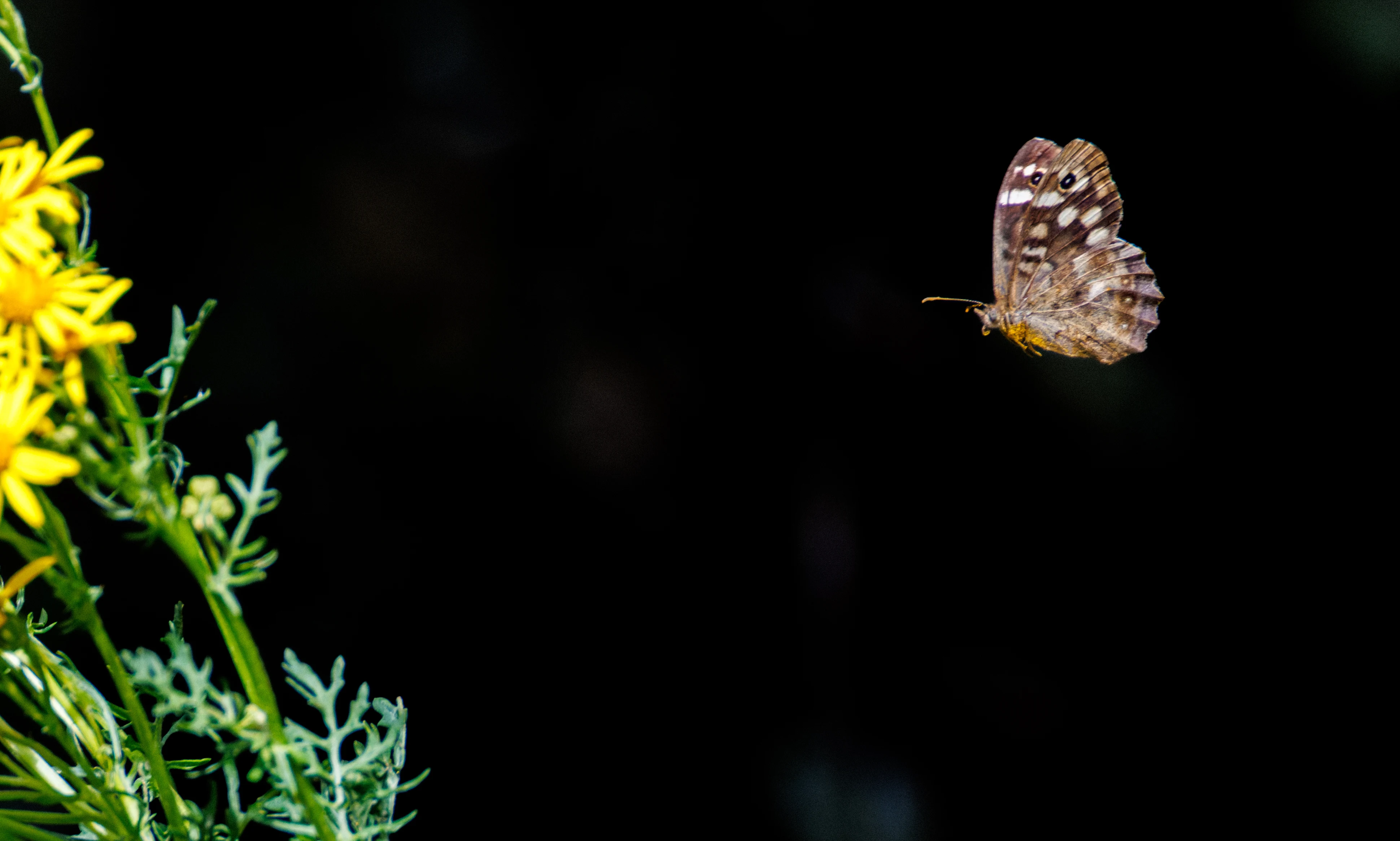 Speckled Wood Butterfly, Knepp, Horsham, West Sussex, UK — photo by Orlando Prugel-Bennett